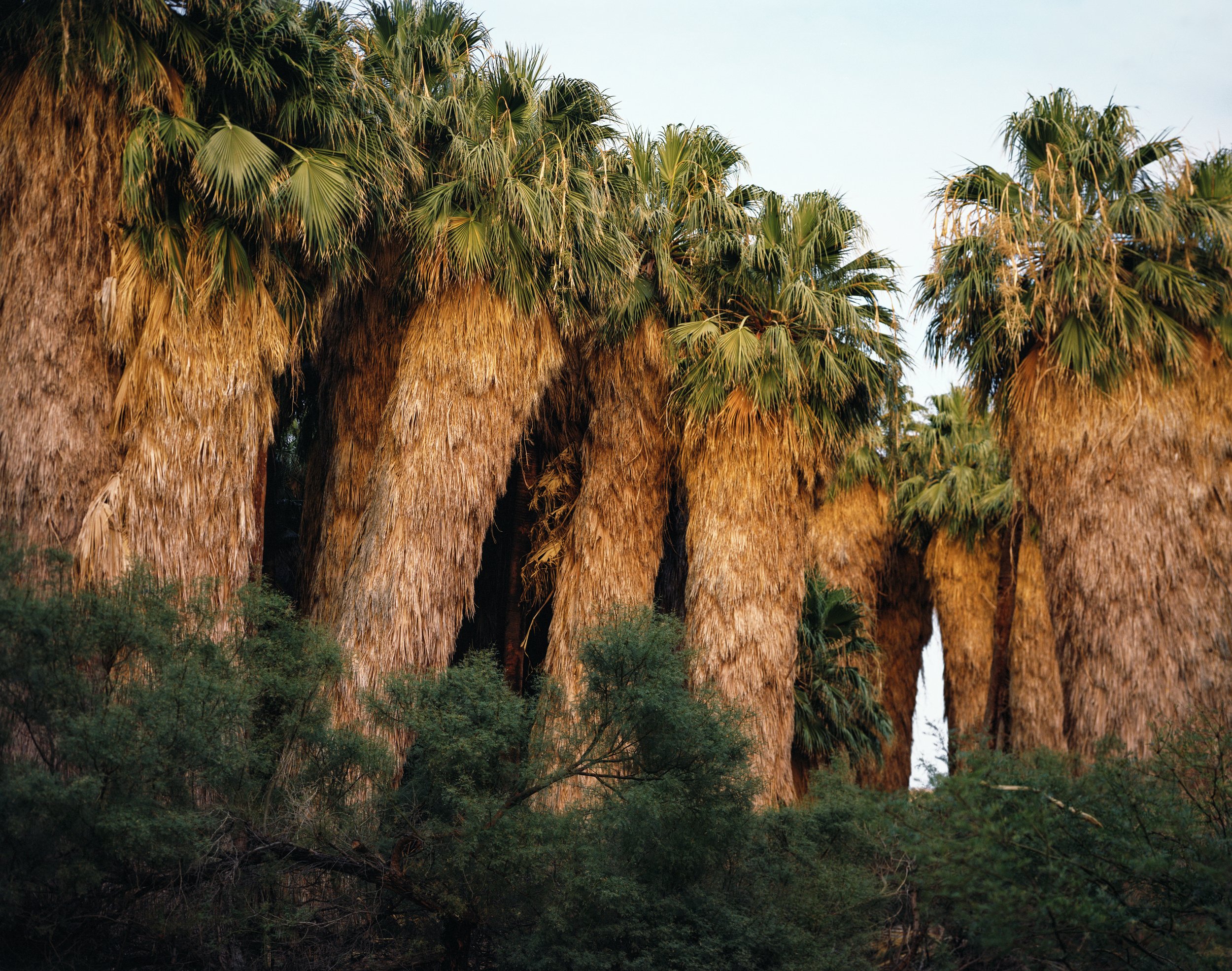  Palm Oasis, 2020 Archival pigment print   Writing    Film    Installation  