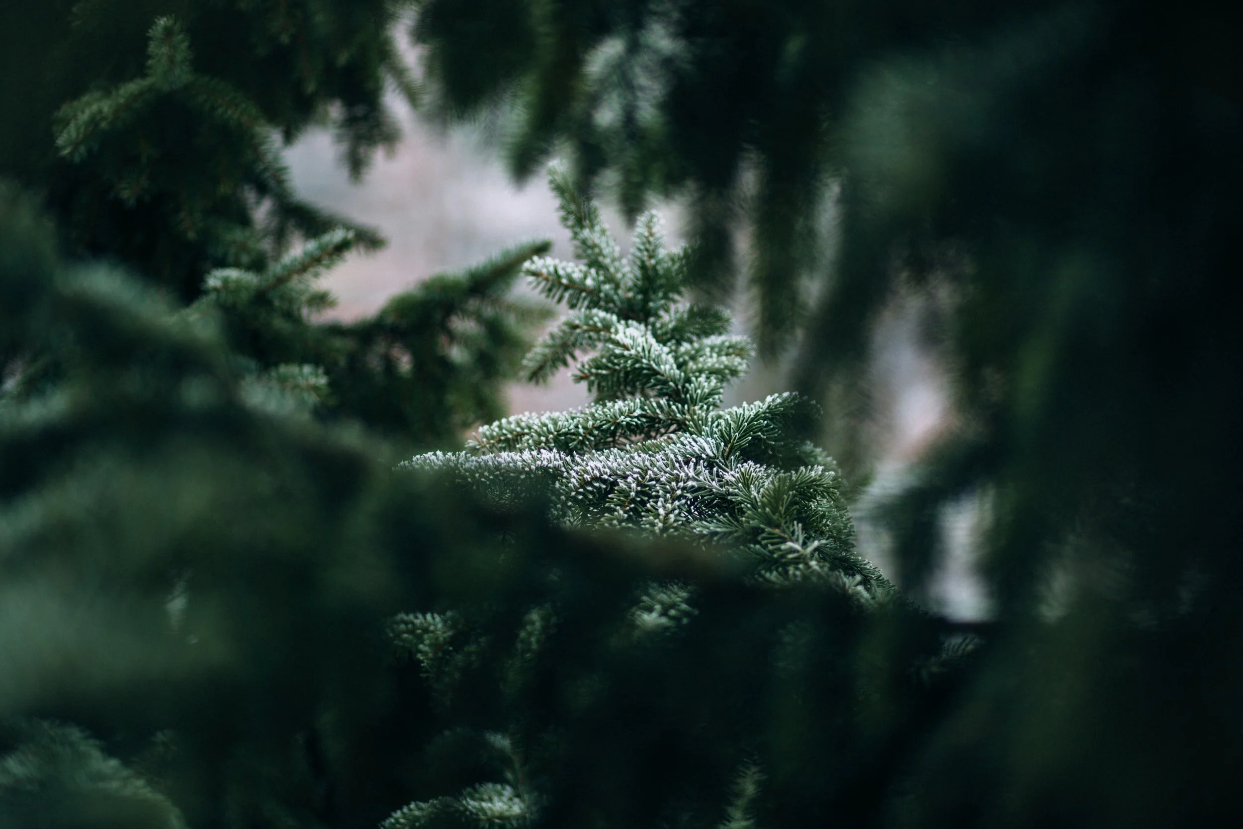 Holiday Gift Guide