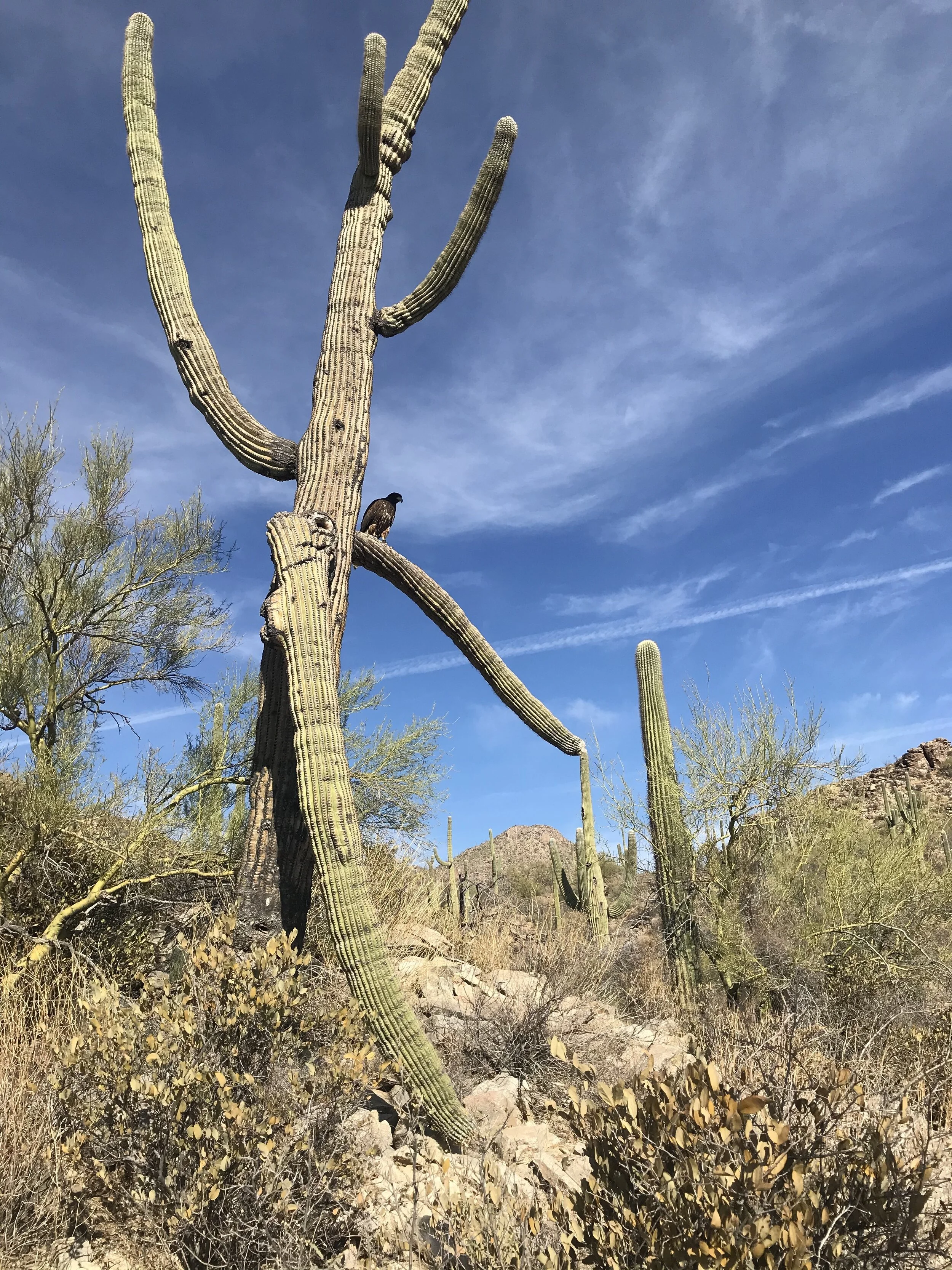 Tucson2.jpg
