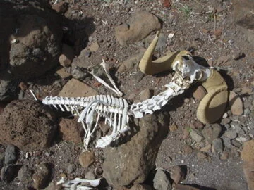 Bighorn.jpg