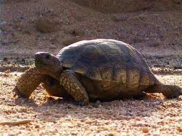 DesertTortoise.jpg