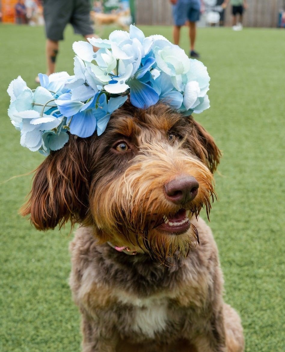 Let the flower-crowned pups from @fetchparkbuckhead lead the way to Bodacious Blooms🐕&zwj;🦺 These adorable ambassadors insist it's the place to be for a blooming good time. Link in bio for all information.