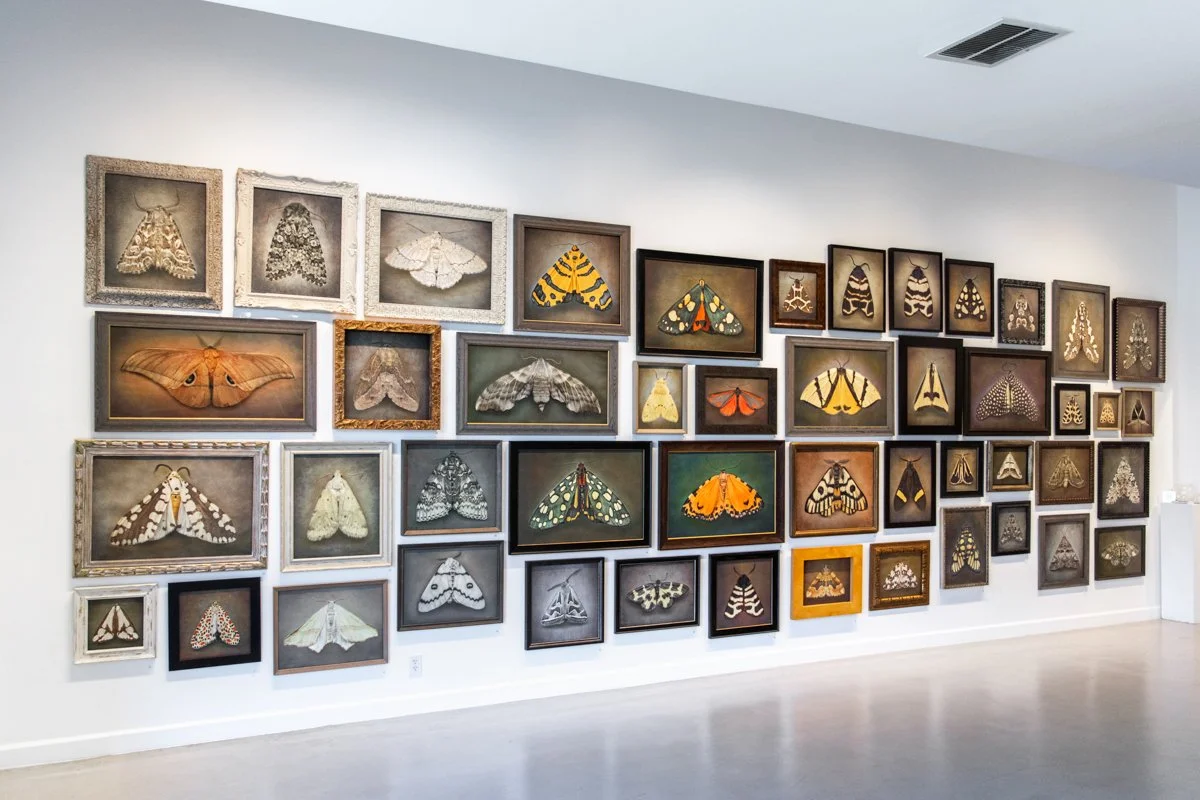Kate_Breakey_70_Moths_Installation_June_2025-10.jpg