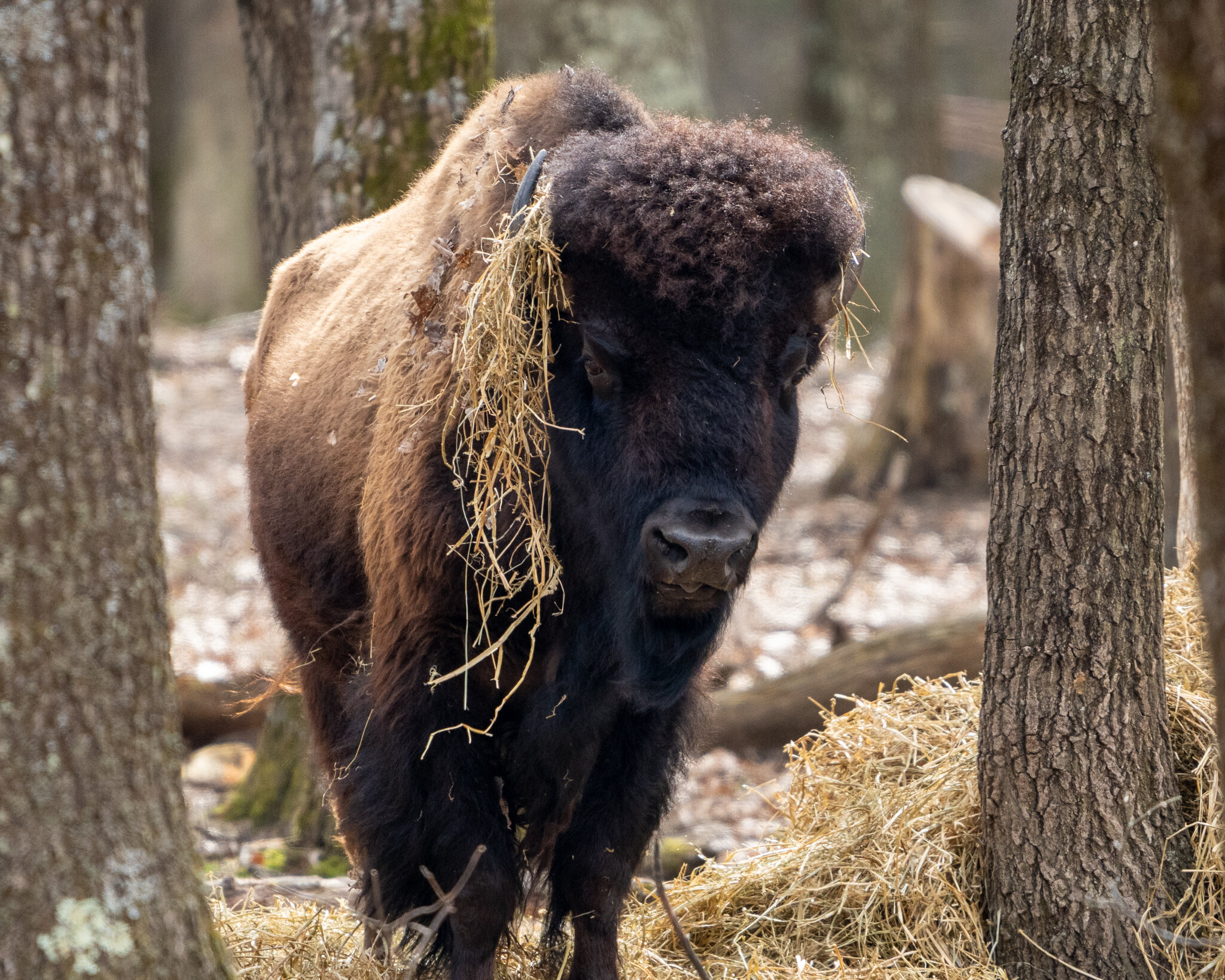  Buffalo- call for a quote