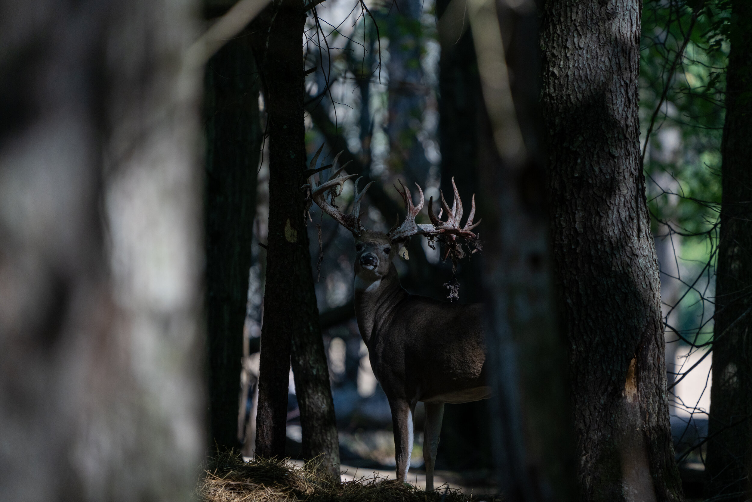 Trophy Whitetail 181" +- call for price and availability on all special orders