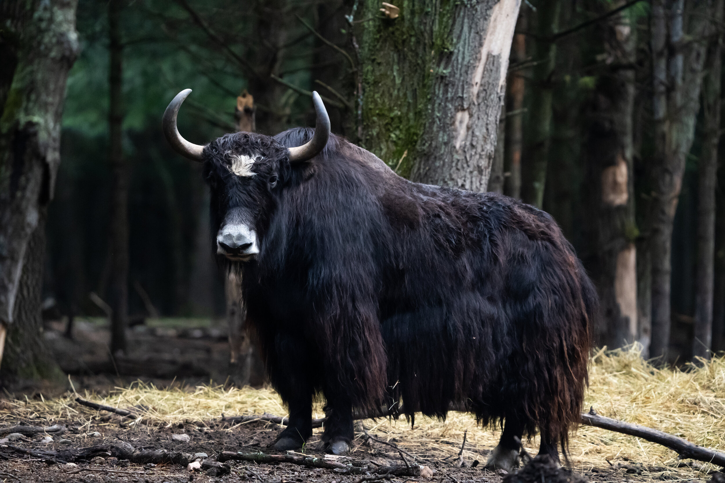 Yak - Call For Quote