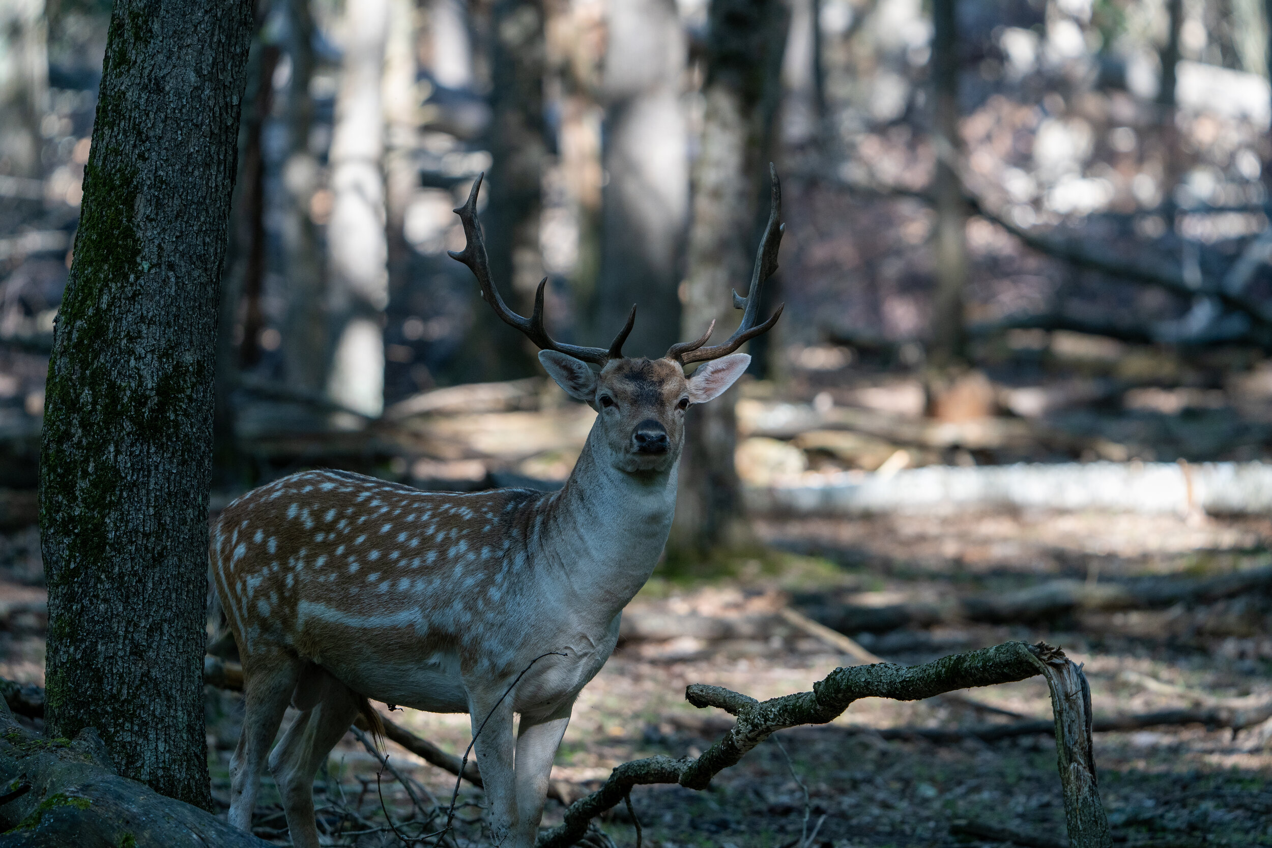 Fallow Buck - Call For Quote