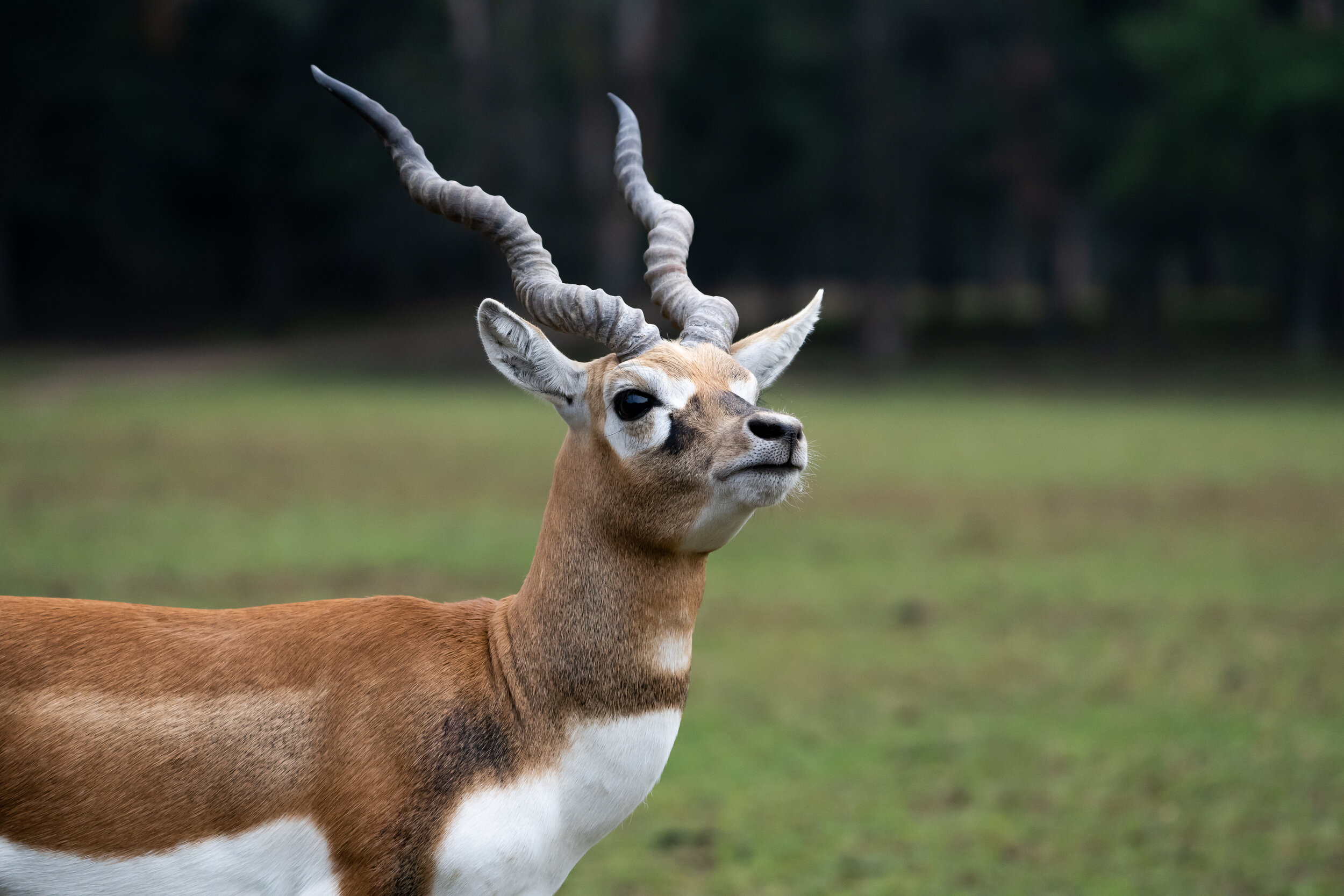 Black Buck - Call For Quote