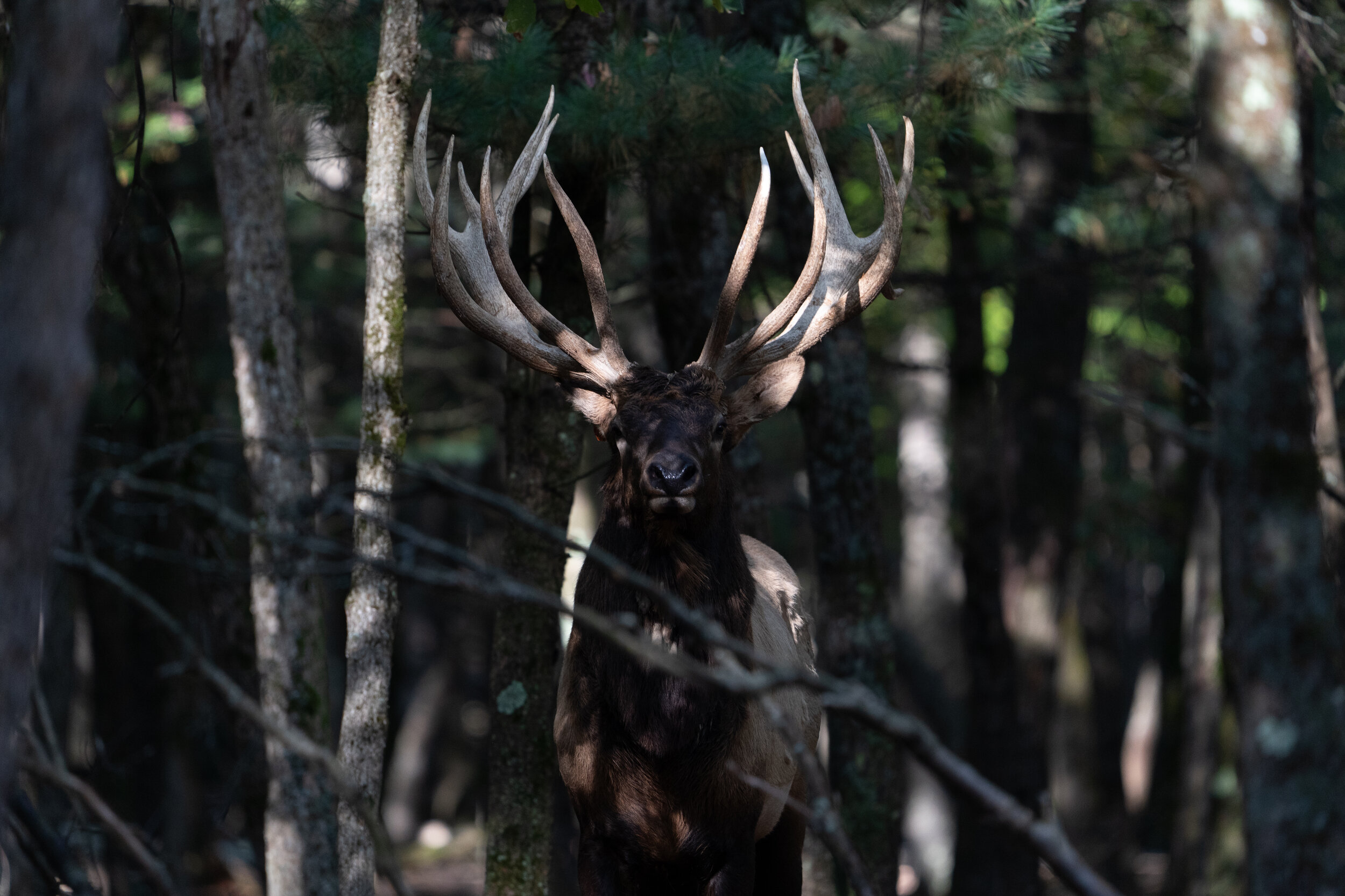 Bull Elk - Call For Quote