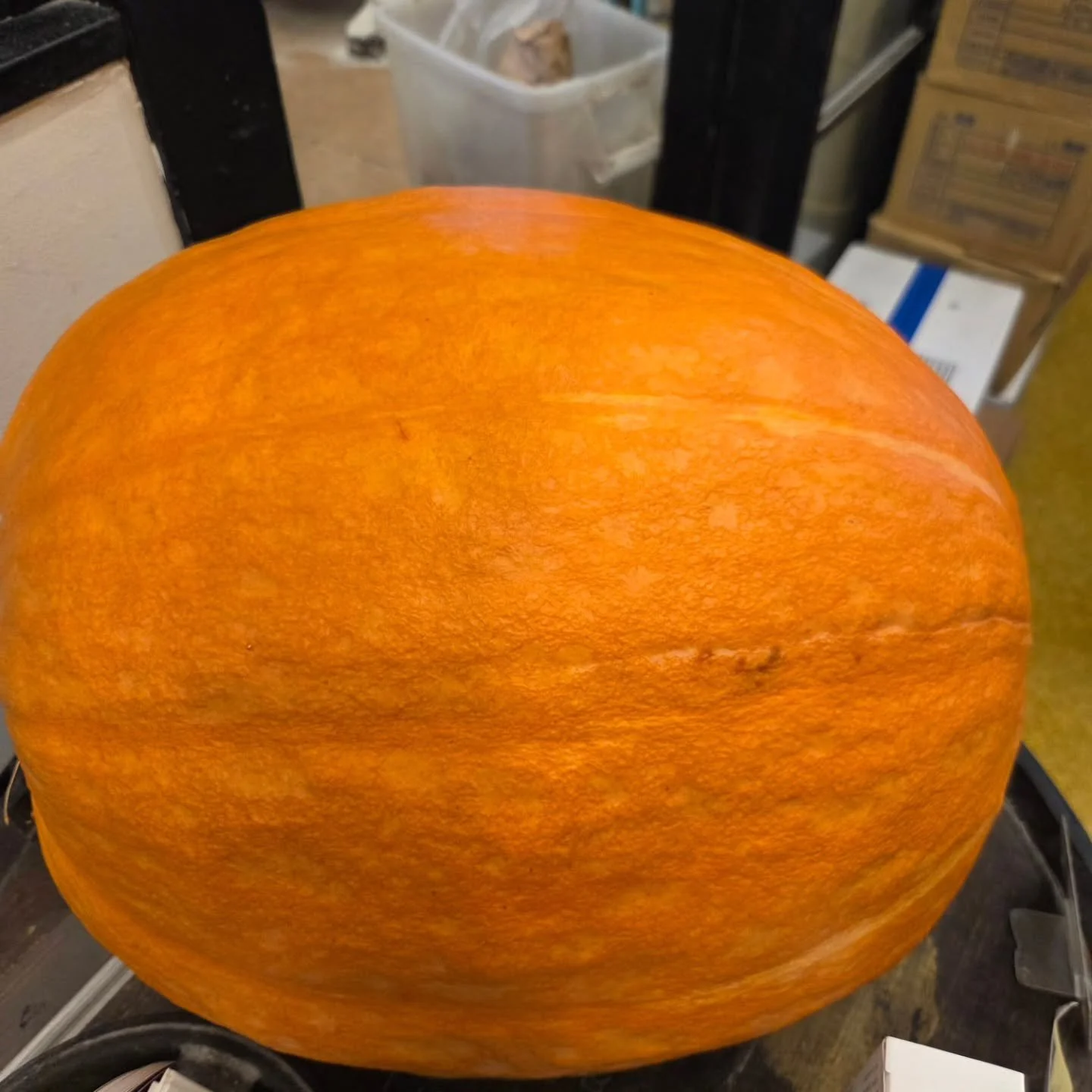 10/4 土曜日 13時~オープン
10月に入りました。
今日から大きなカボチャがお出迎えします🎃
新たな商品増えました。
期間限定
カボチャベーグル ¥330
栗リュスティック ¥380
どうぞよろしくお願いいたします。
みなさまのお越しお待ちしております🙌
#bakery #boulangerie #asakusa #manufacture #factory #bread #homemade #pastry #bagel #croissant 
#tokyo #to