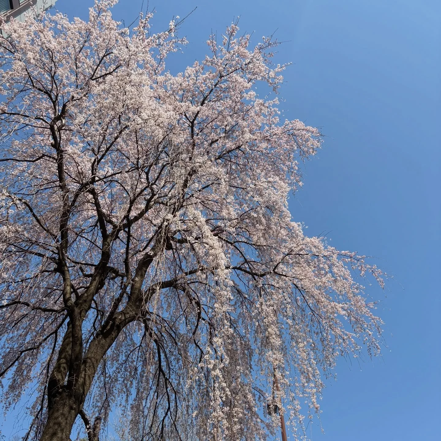 .

桜ベーグル🥯

生地に桜の葉を練り込み、
中には上品な甘さの大納言がたっぷり

桜あんぱん🫘

ほうじ茶を練り込んだ生地の中に自家製あんこといちご
仕上げに桜の塩漬けをのせ、ほんのり塩気がアクセントに

春の香りをギュッと閉じ込めた桜の季節限定商品です🍃
お花見のお供にぜひFACTORYへお立ち寄りください。

※数量限定です

#factory #市ヶ谷 #九段下 #パン #パン屋