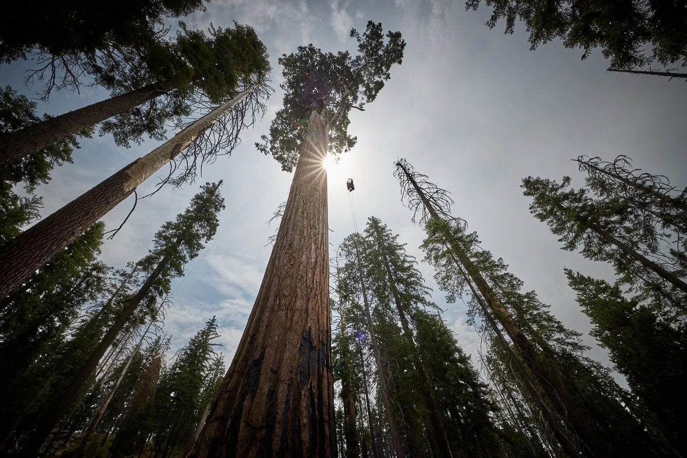 Lawrence Schultz (@the.schultz.effect) has been one of our star volunteers over the years. He has spent an incredible amount of his own time helping us with our research projects. In the first photo he is ascending a giant sequoia in Grant Grove and 