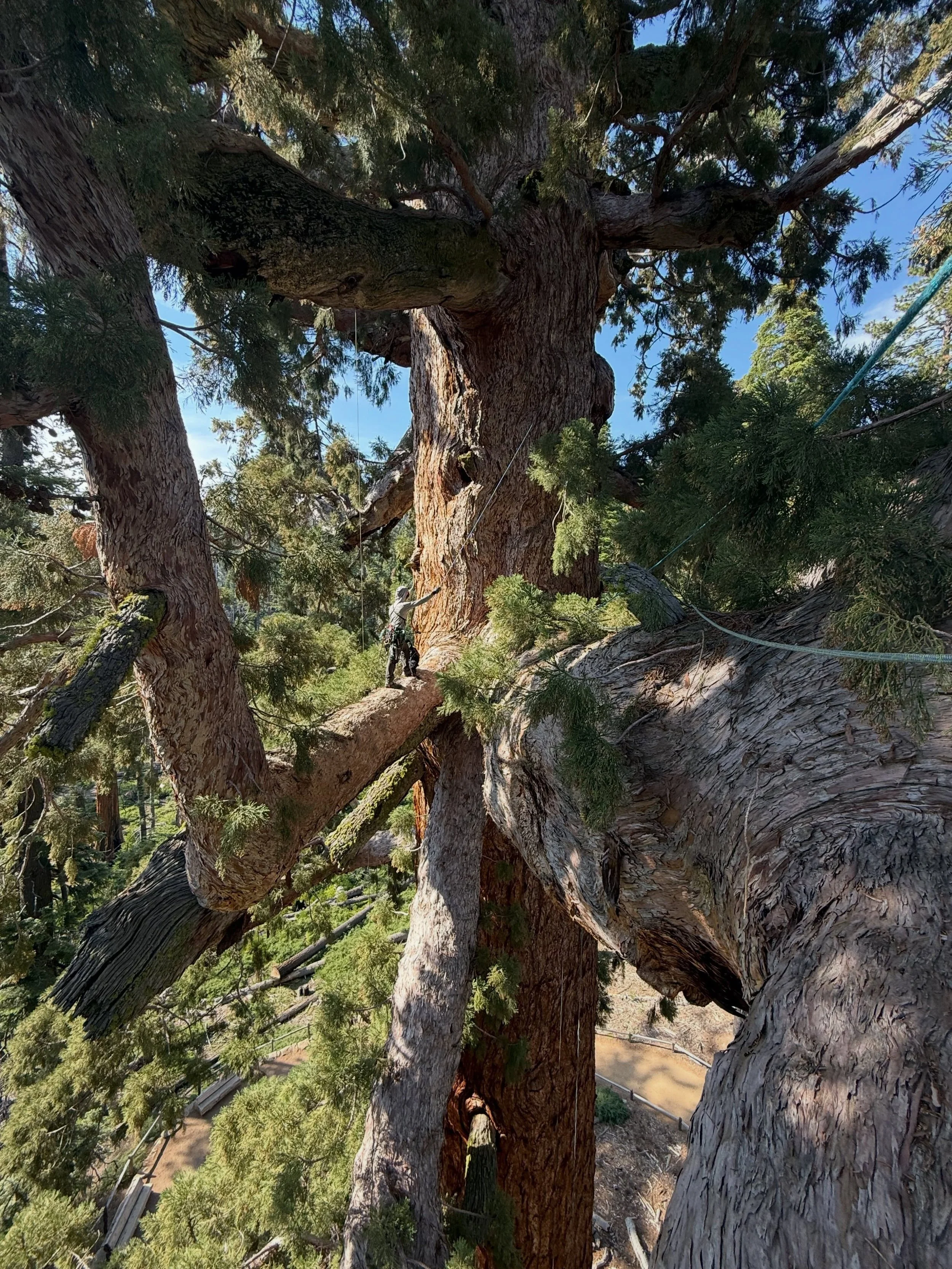 Can you spot the climber? We just had the honor of inspecting the Grizzly Giant in Mariposa Grove in Yosemite National Park. We&rsquo;ll be sharing more details soon, stay tuned! #ancientforestsociety