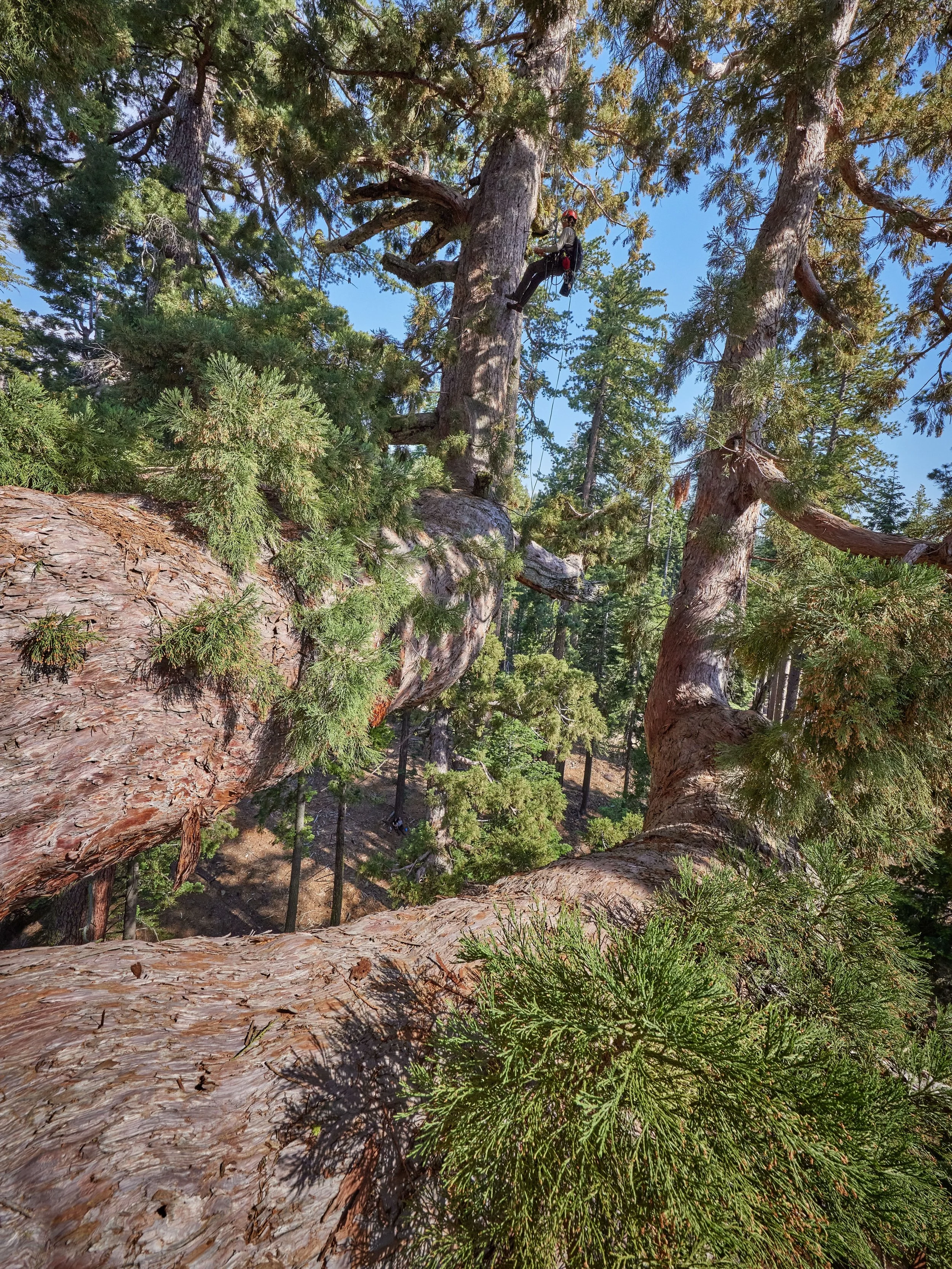 On June 17, Ancient Forest Society had the extraordinary opportunity to climb the Grizzly Giant, the nearly 3,000-year-old giant sequoia at the heart of Yosemite National Park&rsquo;s Mariposa Grove. The climb, conducted in partnership with the Natio
