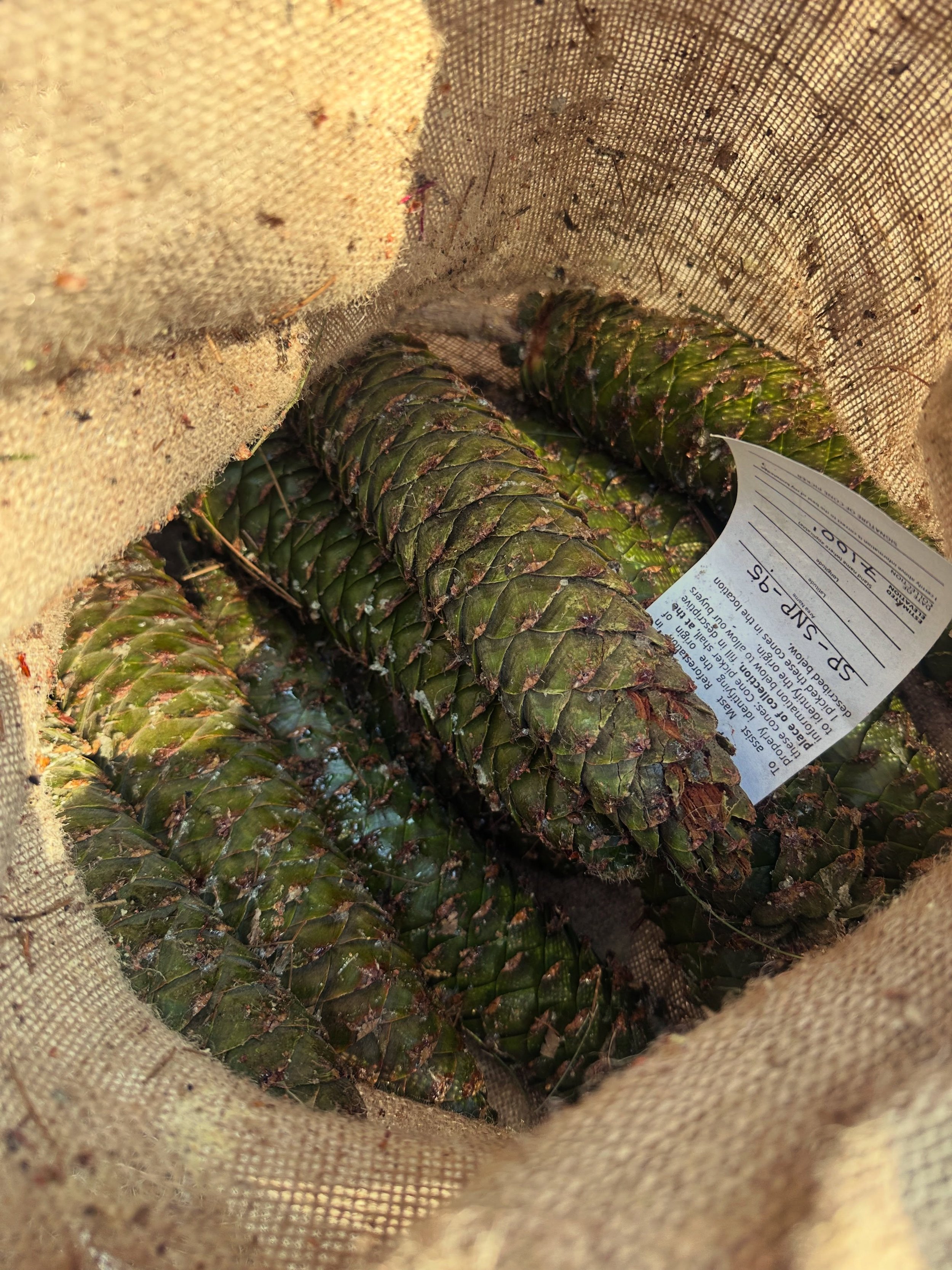 We were just in @yosemitenps and @sequoiakingsnps collecting sugar pine cones for their seed banking and reforestation efforts. One critical component of this work is identifying potentially white pine blister rust resistant trees, which @legitmichel