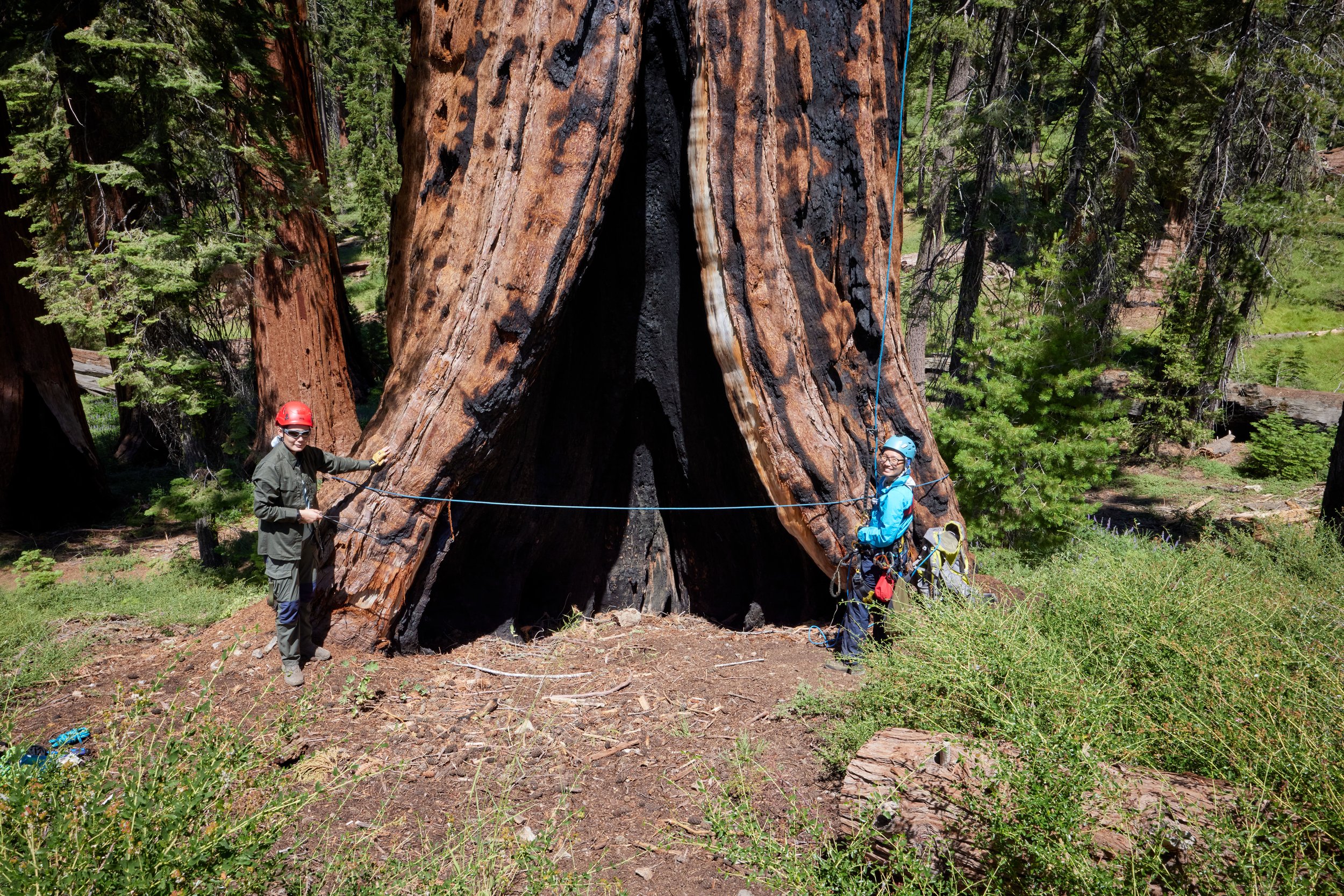 AA_Mariposa Grove and YOSE August 2023_0A1A4126.jpg