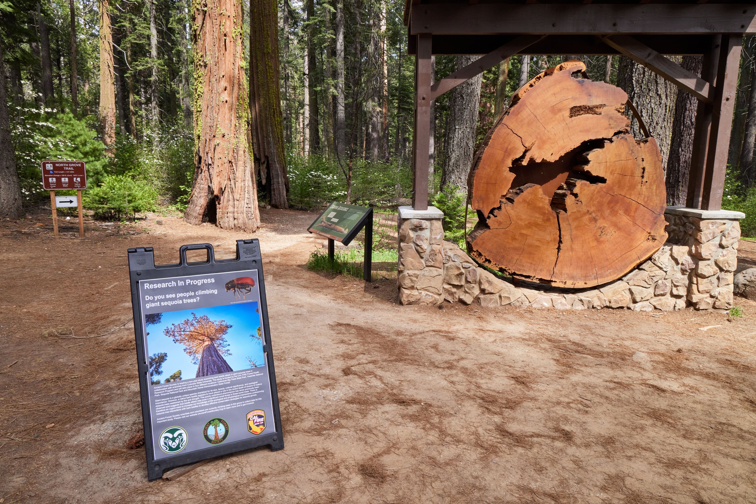 AA_Calaveras Big Trees Beetle Project May 2024_0A1A7467.jpg