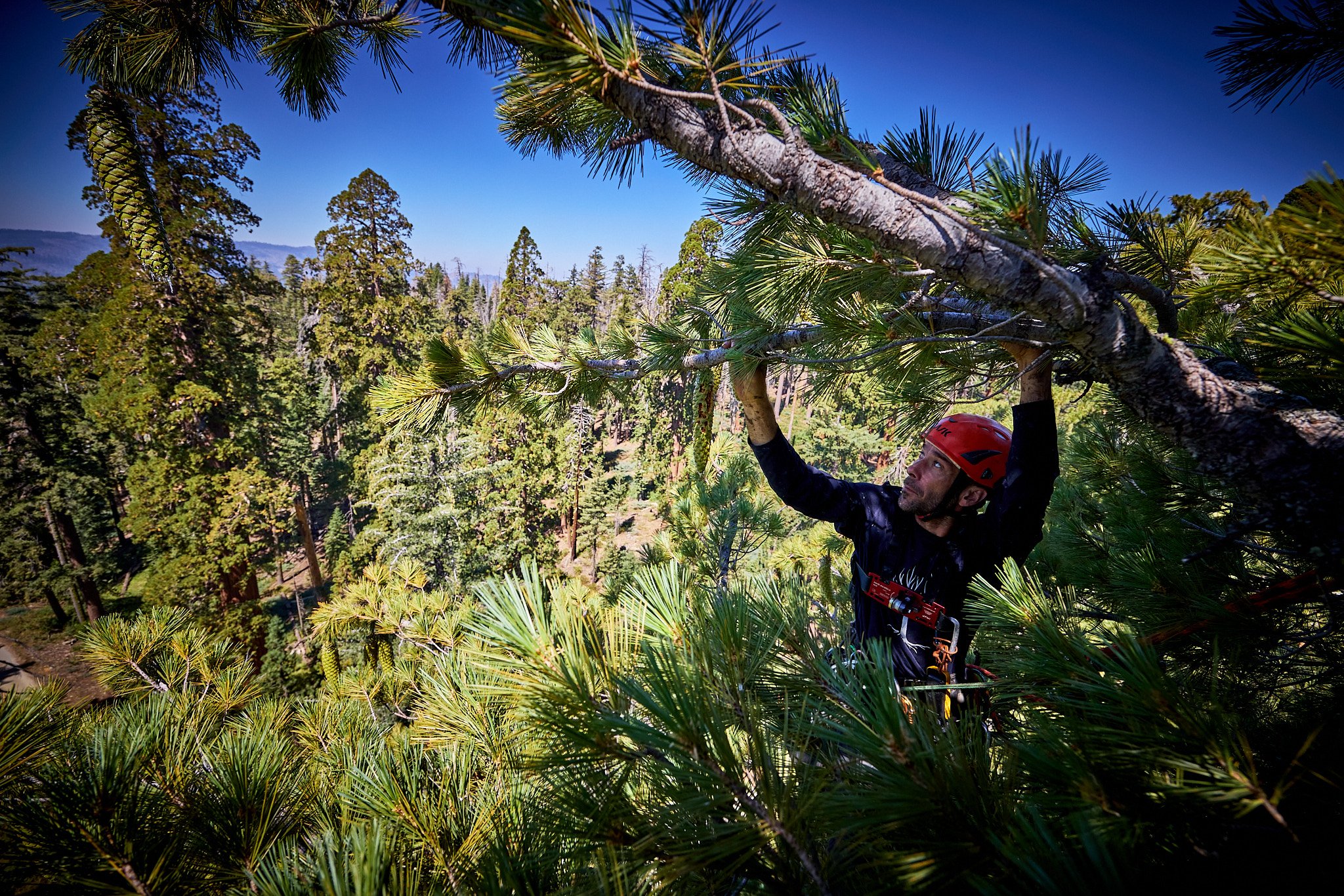 WB_YOSE Sugar Pine_202408_IMG_0693.jpg