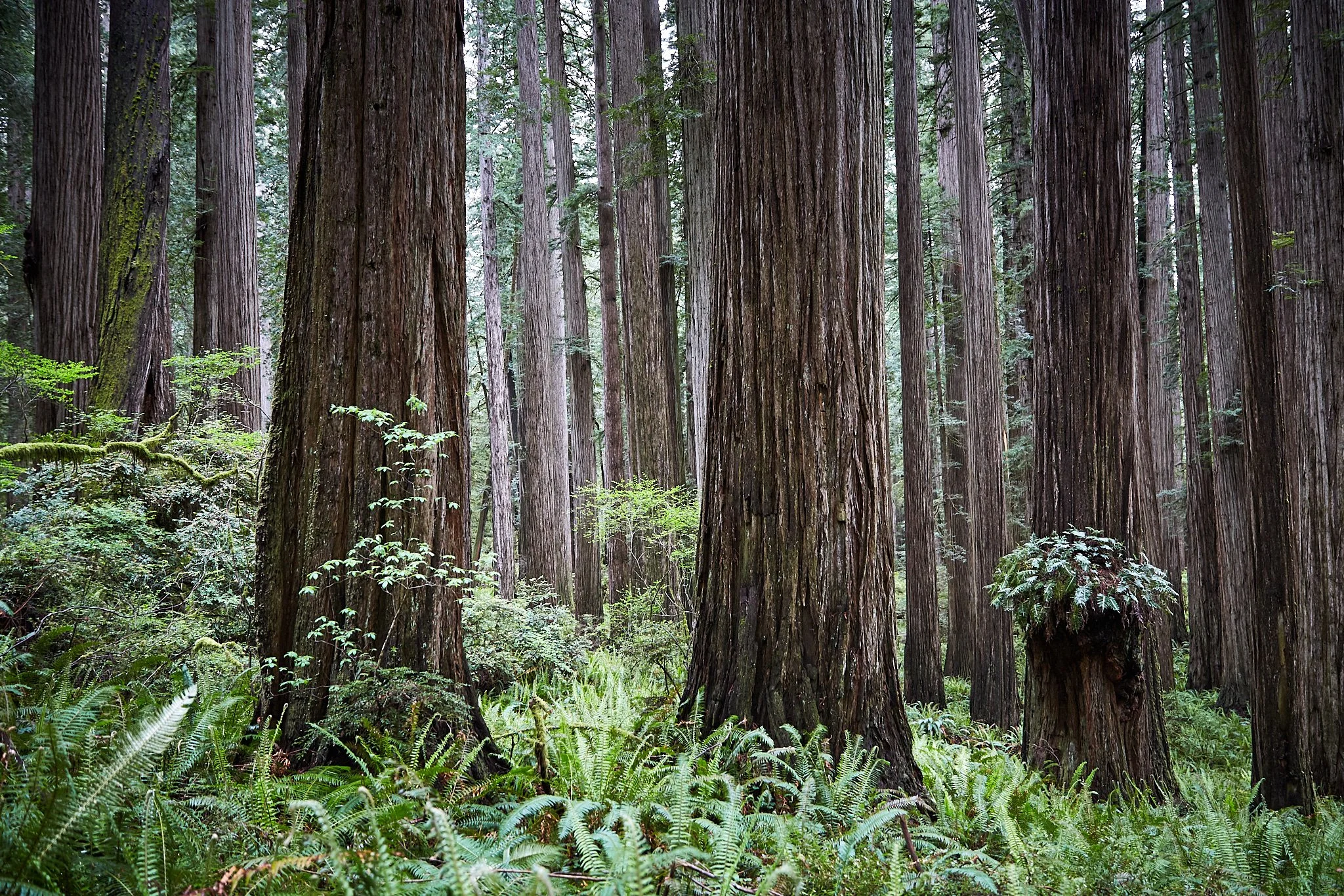 AFS_WB_Jed Smith_201905_051A6256.jpg