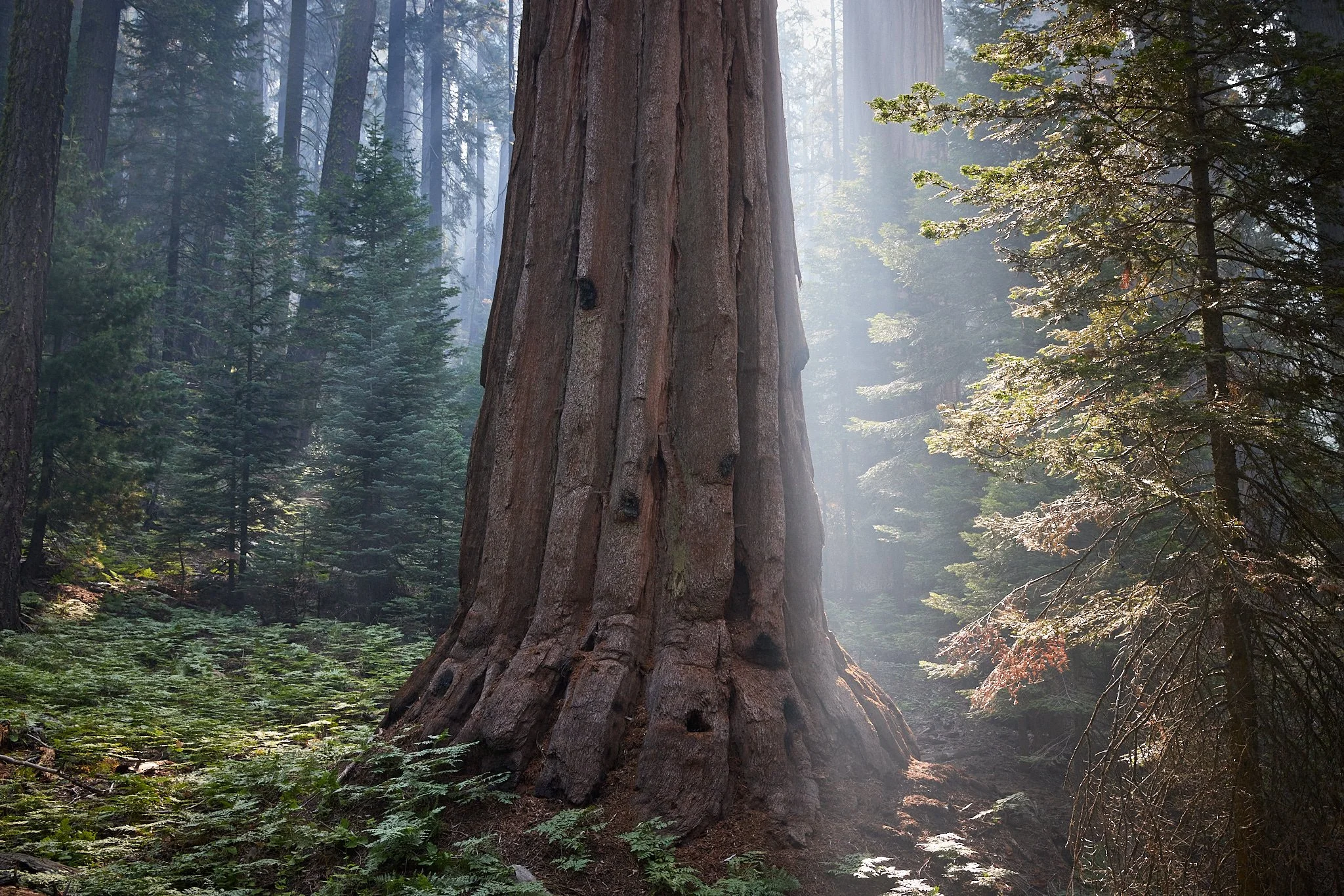 AFS_WB_Giant Forest_202309_IMG_6171.jpg