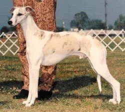 HoganFirstWhippetShowPhoto.JPG