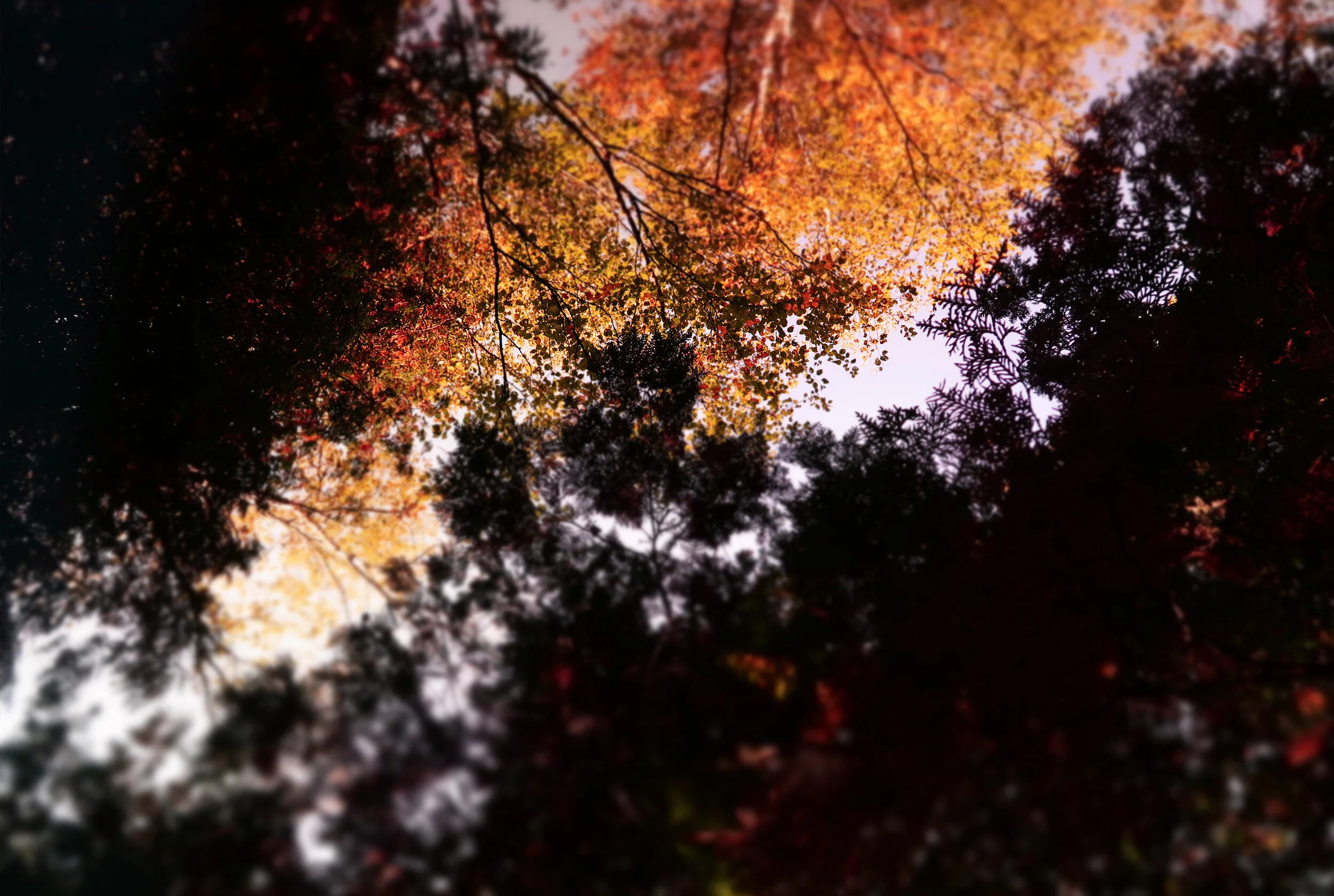Image Edit98.jpg