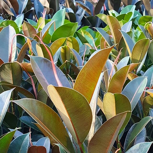 Ficus elastica, also known as the rubber plant are a great ornamental plant due to their shiny, attractive leaves 🌿
#daradgeewholesalenursery
#indoorplants 
#ficuselastica