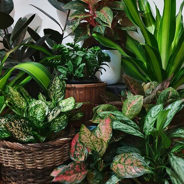 Some of our beautiful house plants! Can you name all of the different varieties? 🌿
#daradgeewholesalenursery
#indoorplants
#plantstagram 
#houseplants