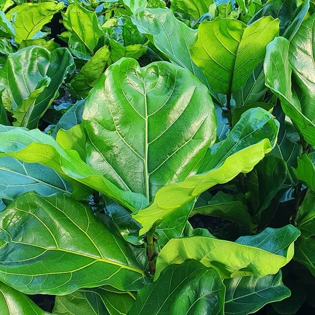 Ficus lyrata or the Fiddle Leaf Fig has beautiful, large leaves, making it a great show piece in any room 🌿
#daradgeewholesalenursery
#indoorplants
#plantsofinstagram 
#ficuslyrata