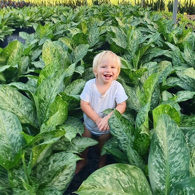 Proof that plants make people happier 😁🌿 Check out how happy little Theo is amongst our Dieffenbachia memoria corsii!
#daradgeewholesalenursery
#indoorplants
#dieffenbachia