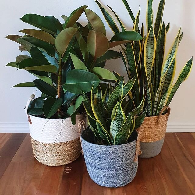 Our latest price list is now avaliable with great specials on Ficus elastica 'Robusta', Sansevaria trifasciata ''Superba' Sansevaria trifasciata and 'Laurentii'. Message us if you are interested in receiving a copy 🌿
#daradgeewholesalenursery
#indoo