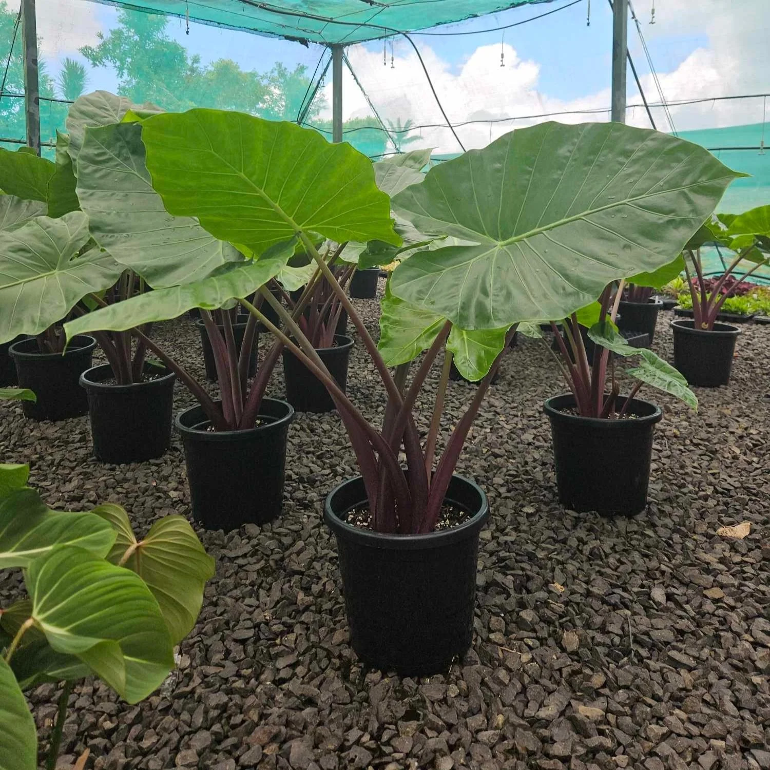 Alocasia Macrorrhiza Samen 5 Stck Alocasia Macrorrhiza Variegata Vergrnt  (Gebraucht) In Hausen AG Fr Akazie Pflanze