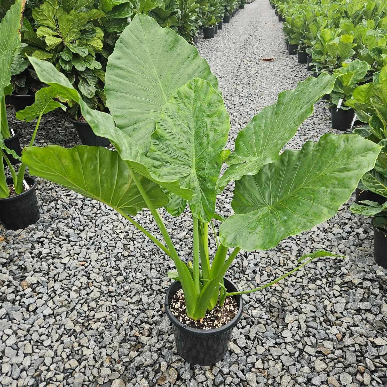 Alocasia Macrorrhiza Daradgee Wholesale Nursery alocasia-macrorrhiza-daradgee-wholesale-nursery
