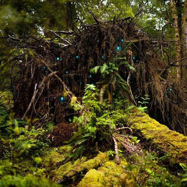 Ten years ago, during an hour long exposure of glow worms in New Zealand, I dreamed up the idea of my book The Retreat of Darkness.  Ever since then, I've been out to capture amazing images of light filling darkness in nature&hellip; whether bio-lumi