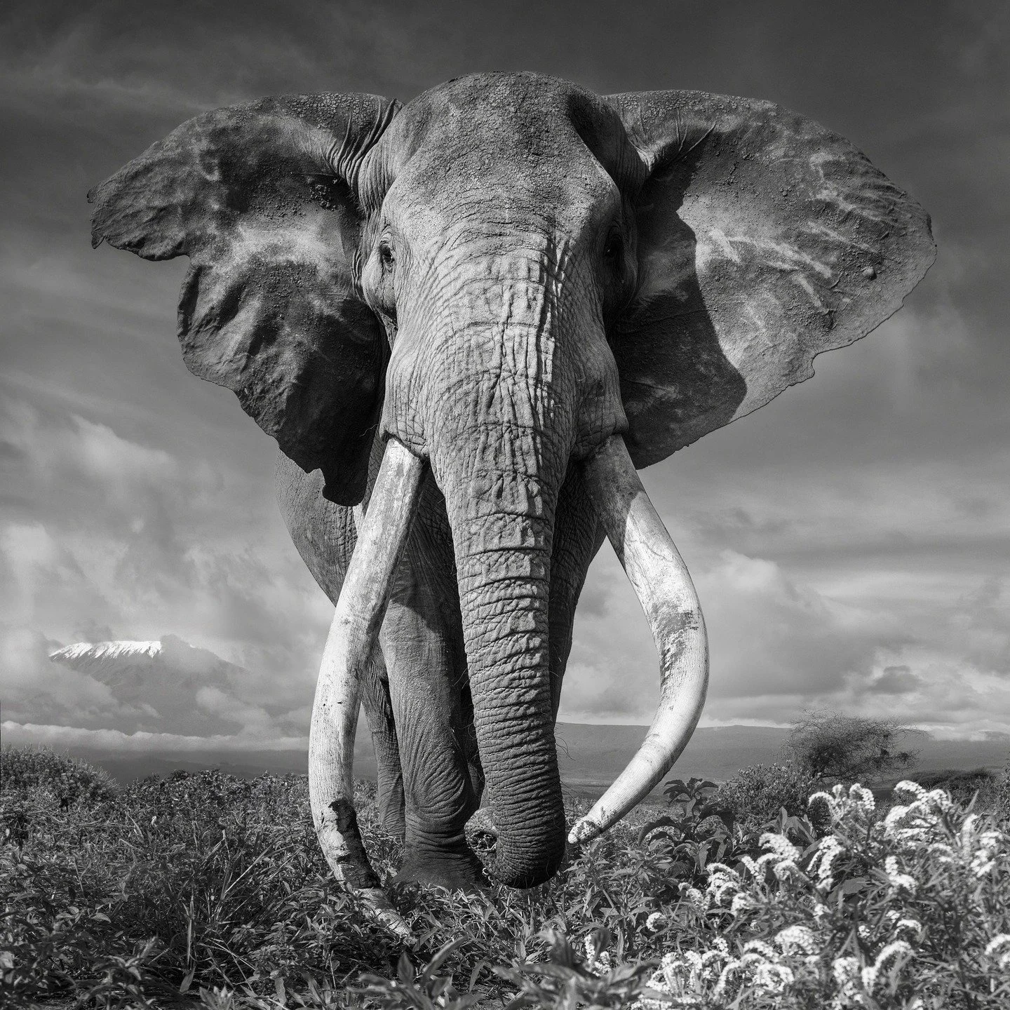 Craig the Elephant lived a remarkable 54 years, laying down his massive tusks for the last time at 3:32 a.m.

His long life was made possible by communities and conservationists who protected him and his habitat for decades&hellip; a reminder of our 