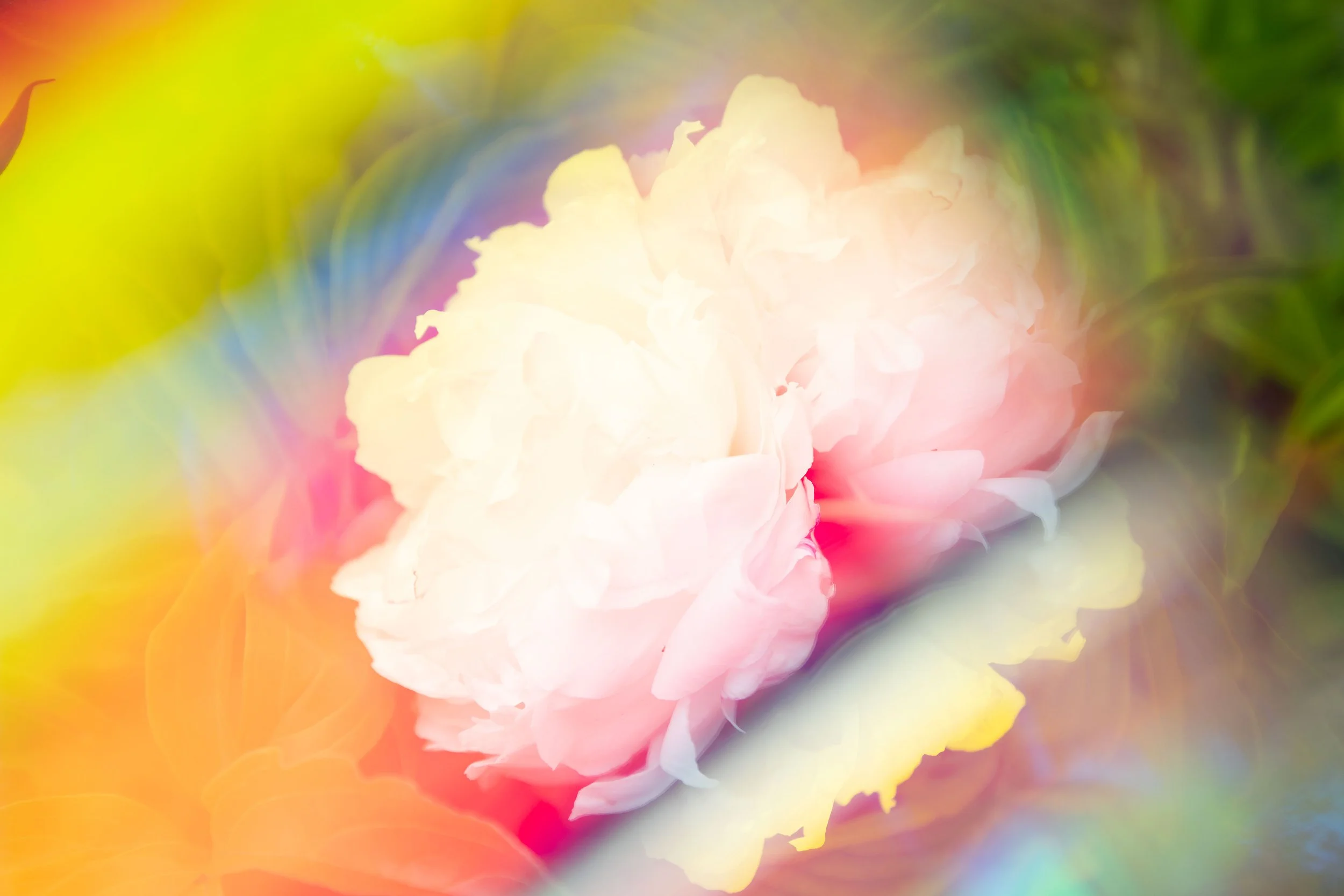 Brandon Woods, Prismatic Peony II, prismatic photograph, 2023
