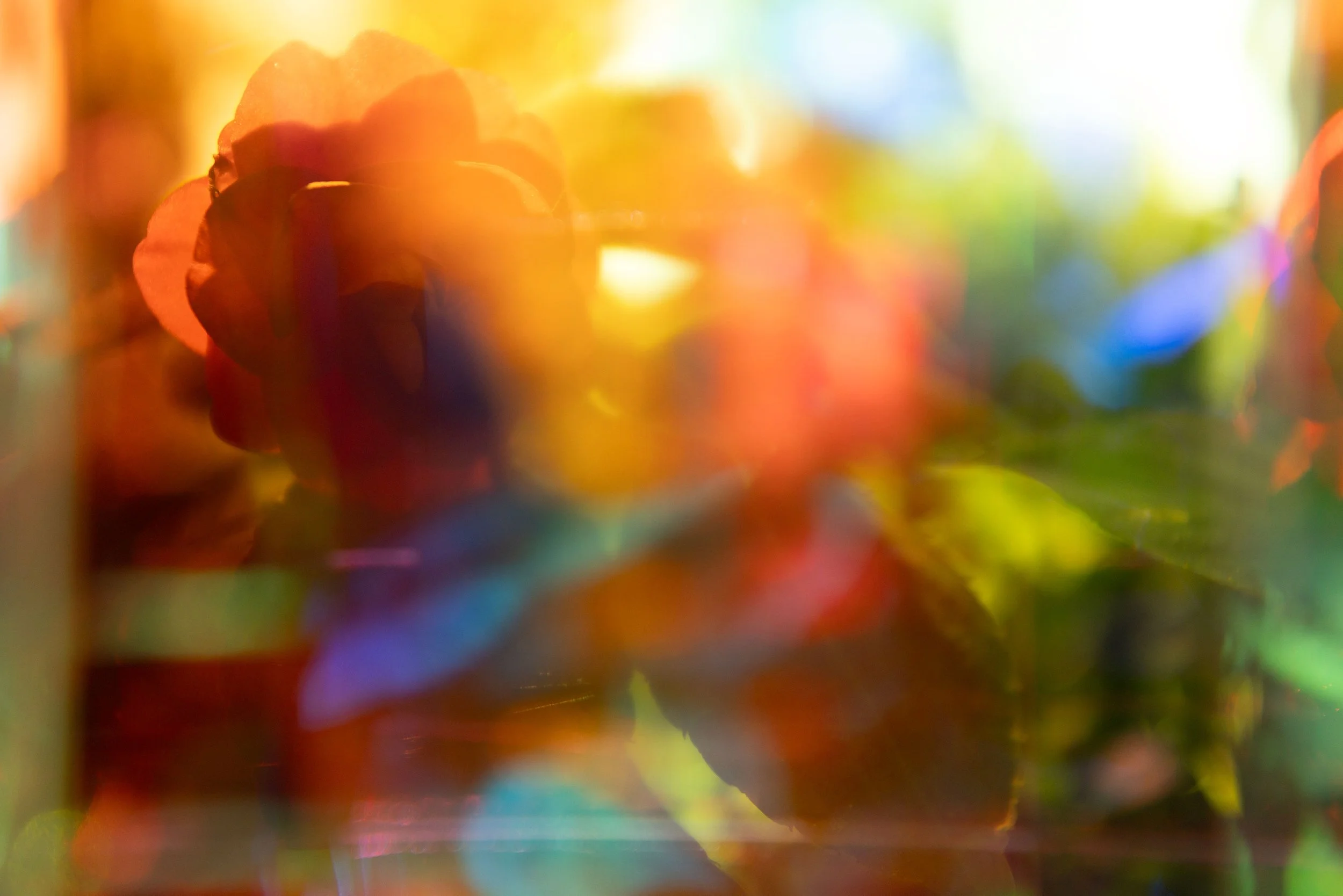 Brandon Woods, Memory of a Rose, prismatic photograph, 2024