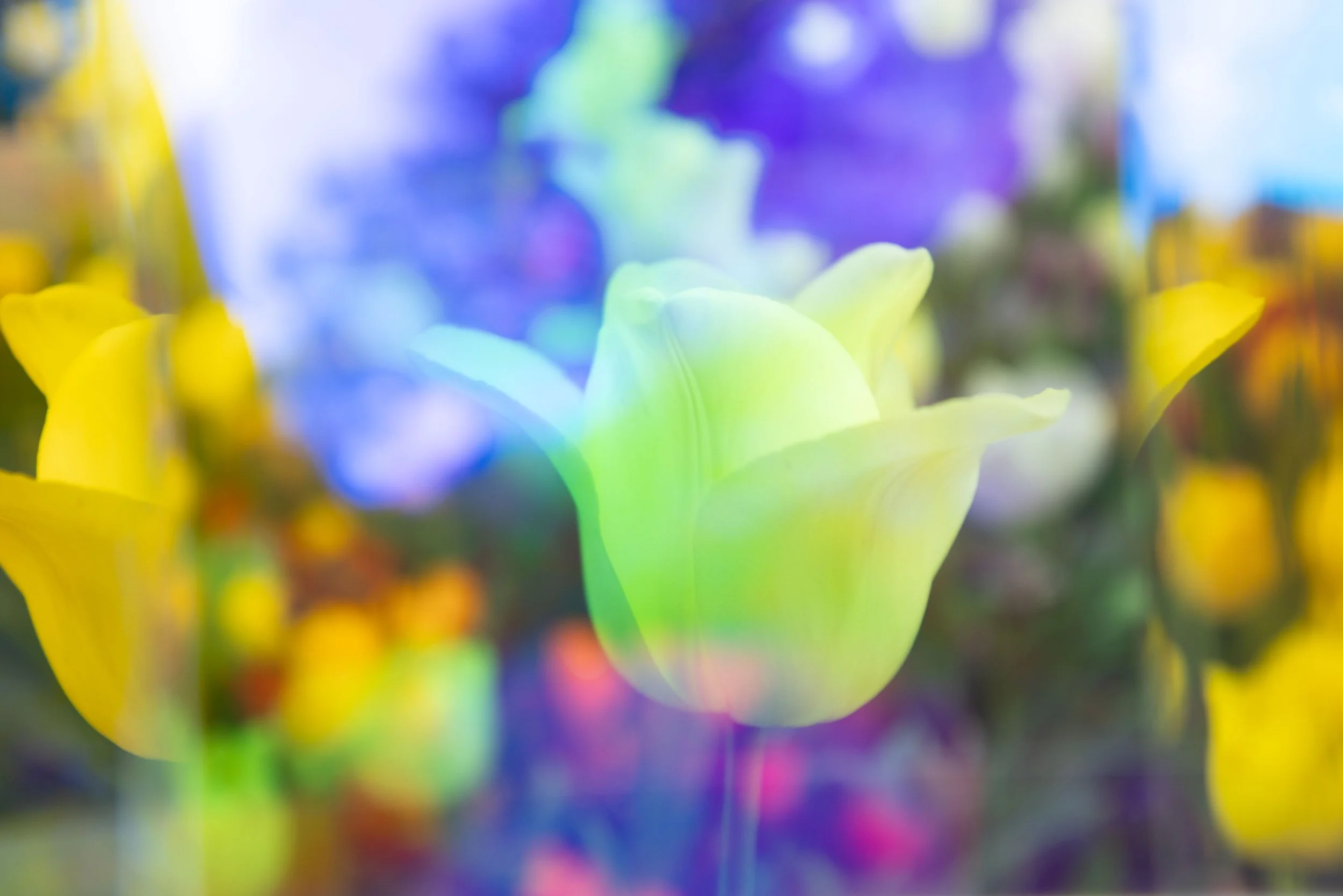 Brandon Woods, Prismatic Tulip, prismatic photograph, 2024
