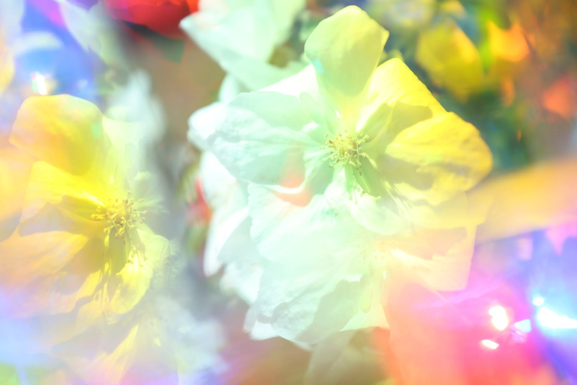 Brandon Woods, Prismatic Camellia II, prismatic photograph, 2023