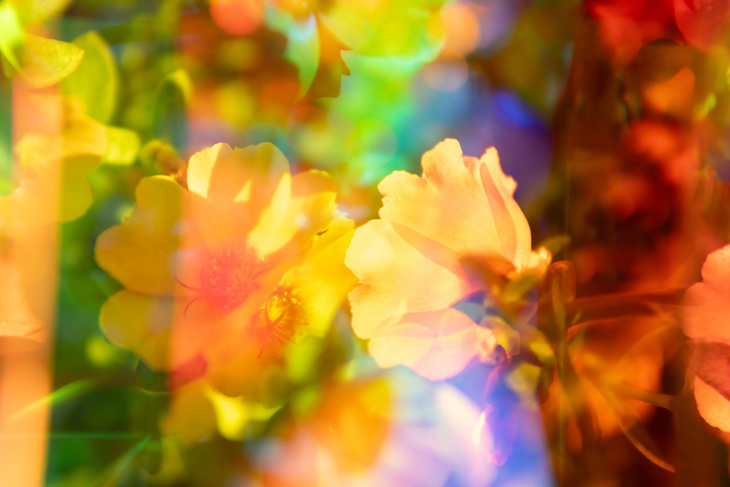 Brandon Woods, Prismatic Flowers, prismatic photograph, 2024