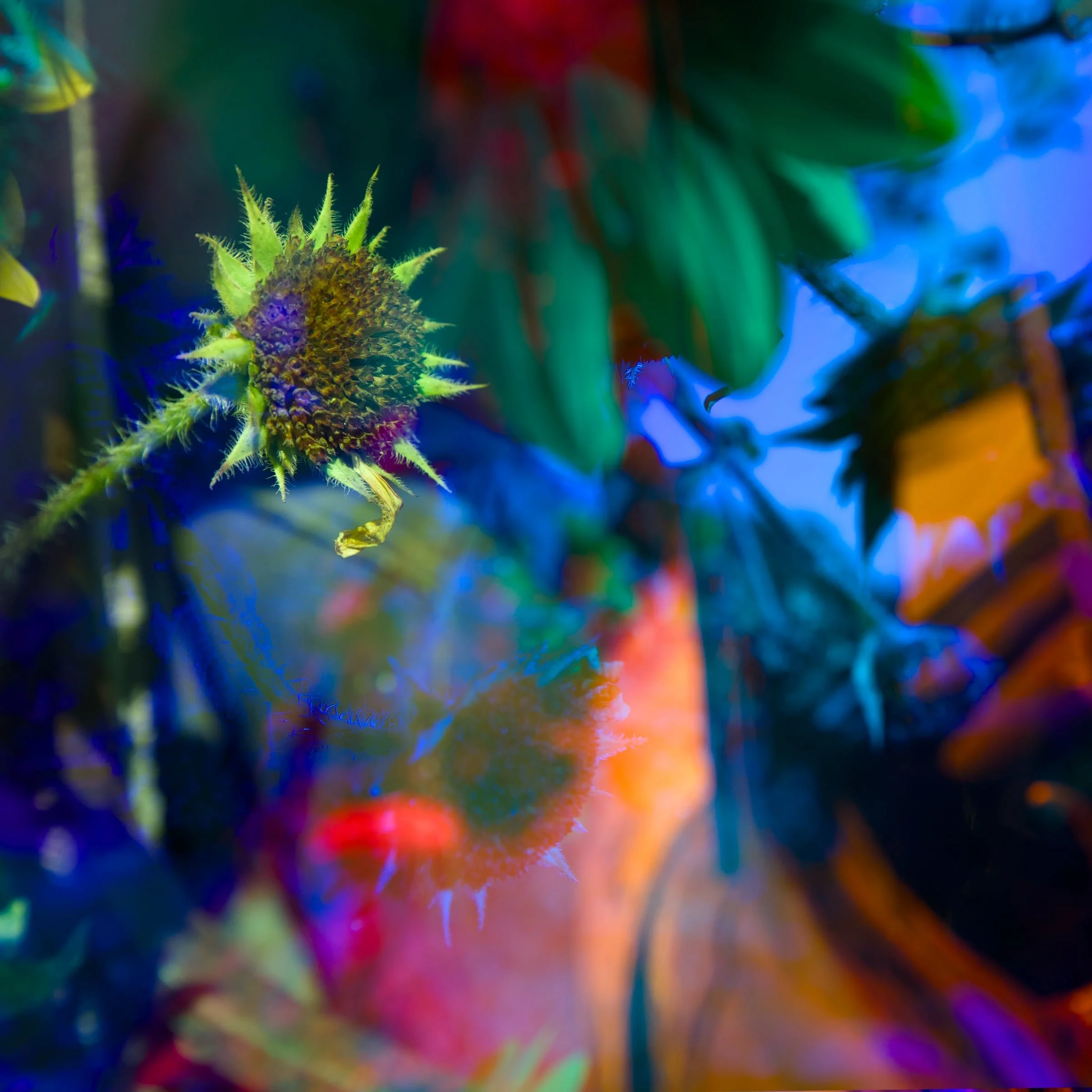 Prismatic Sunflower - Brandon Woods.jpg