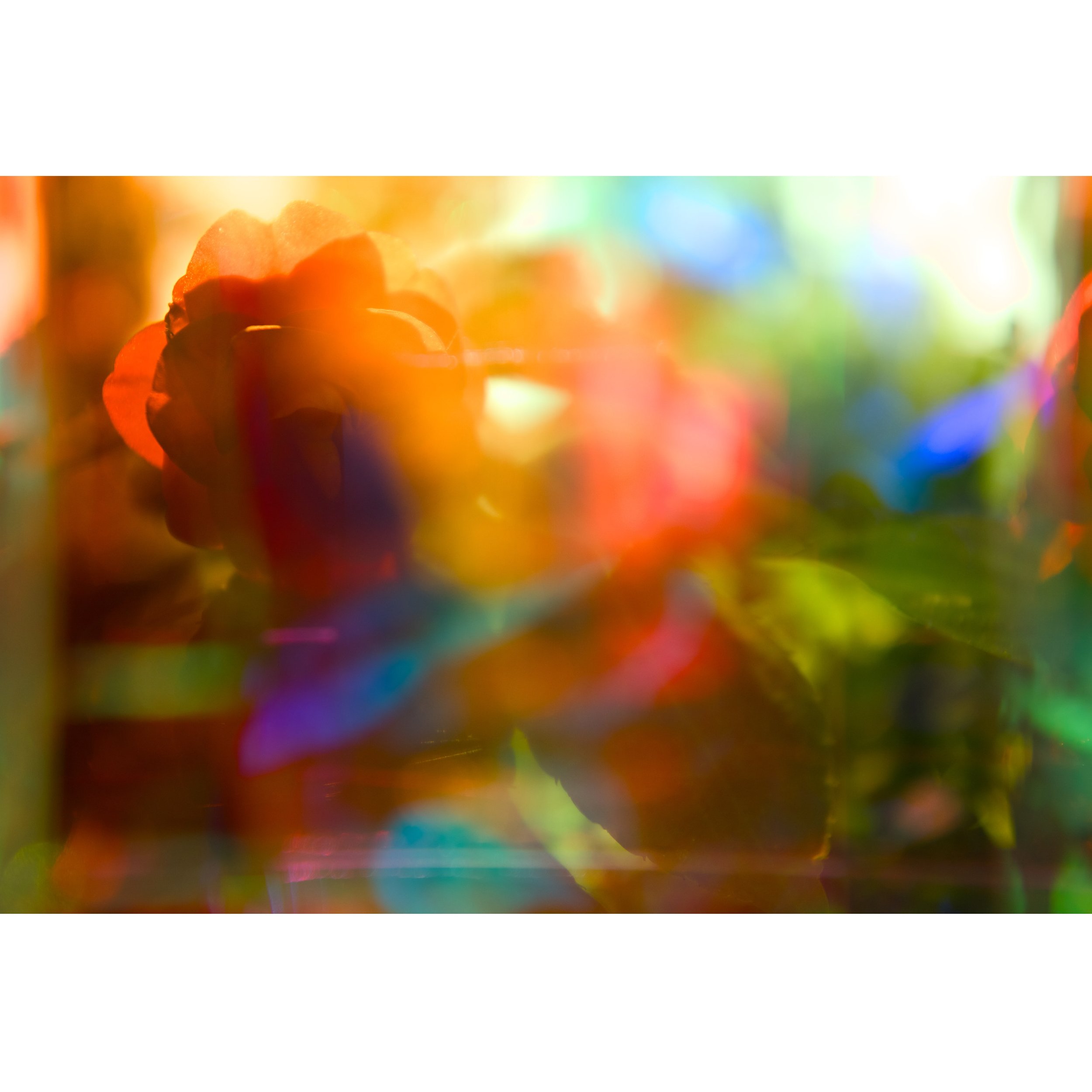 Memory of a Rose - Brandon Woods.jpg