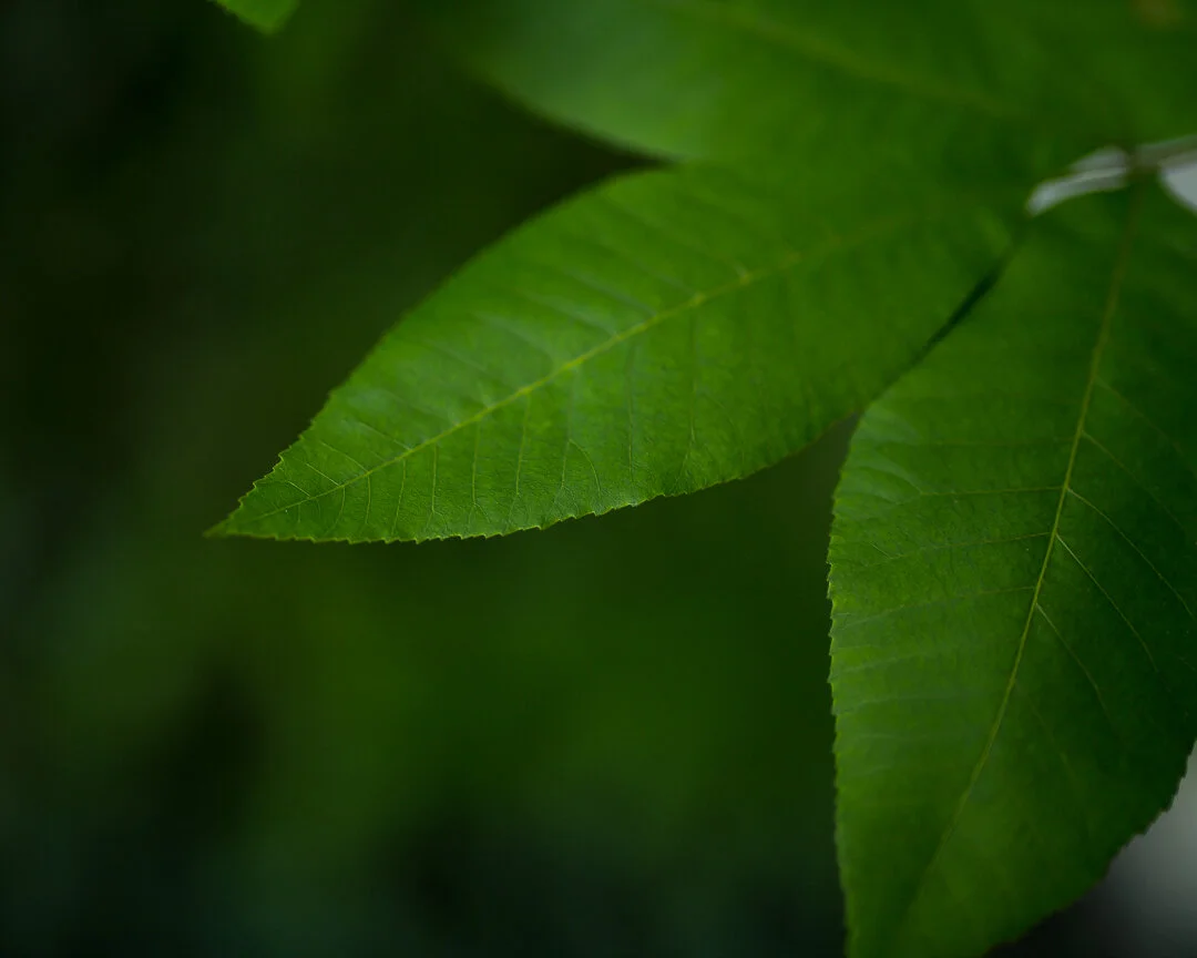 leaves-1.jpeg