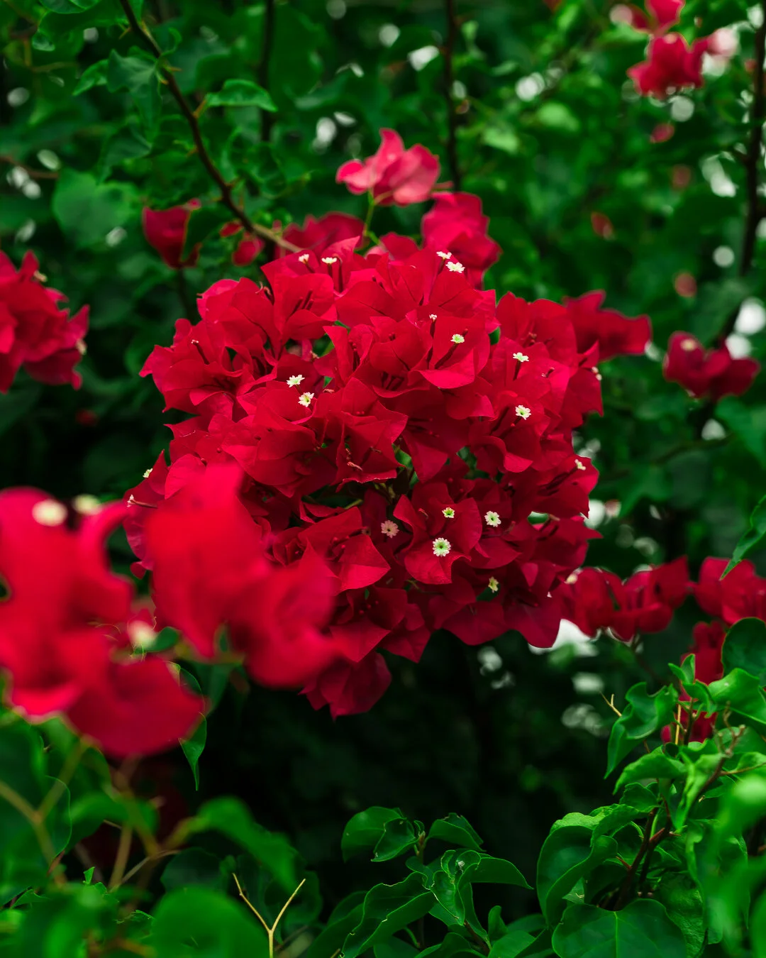 Nature-4.jpeg