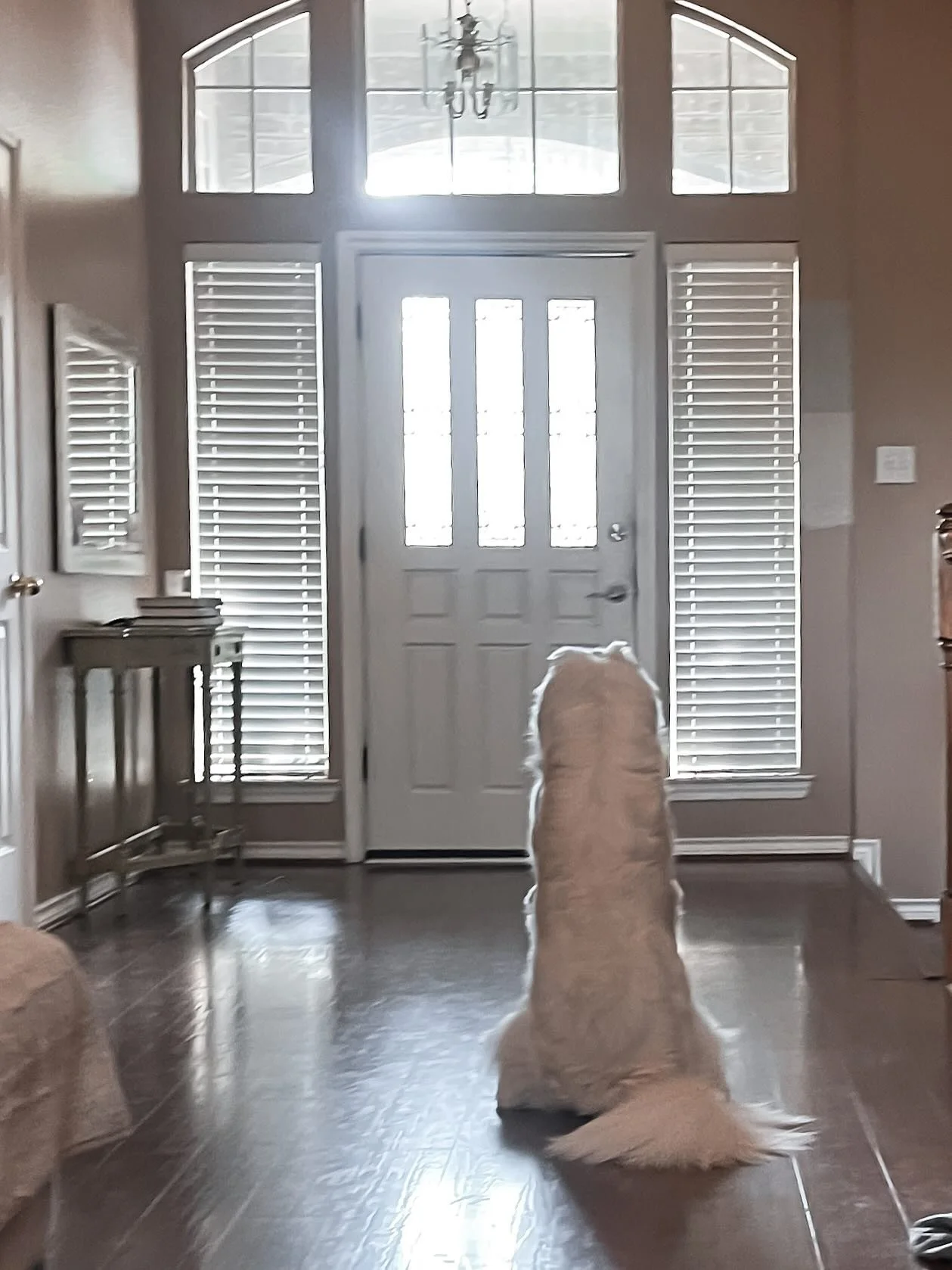 Riggs turns 1! He deserves his own post because he is truly such an awesome dog. Despite the fact that he sheds more than any animal should be allowed to shed, causing me to apologize to our vacuum cleaners, Yes plural, he is still so so awesome.

Ha