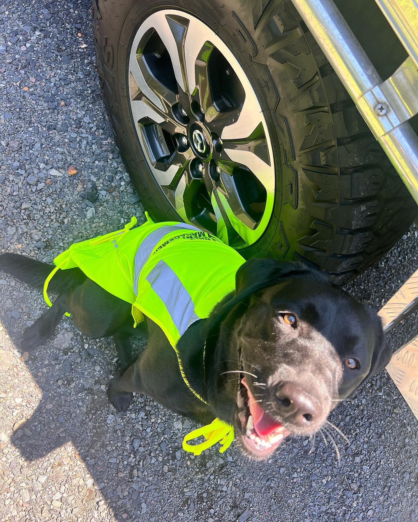 The smallest but mightiest Hart Events team member taking 5 during bump in of @thehiddennightmarket on Friday 😍

To be fair, it was 32 degrees so we get it!