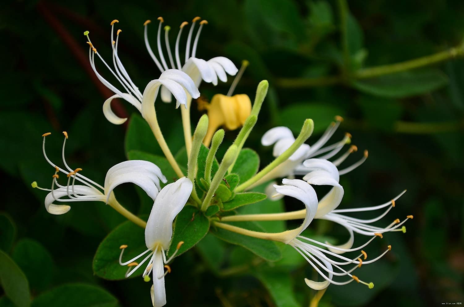 japanese_honeysuckle.jpeg