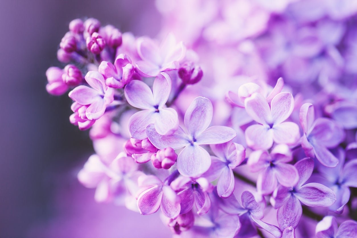 lilac-varieties_21.jpeg