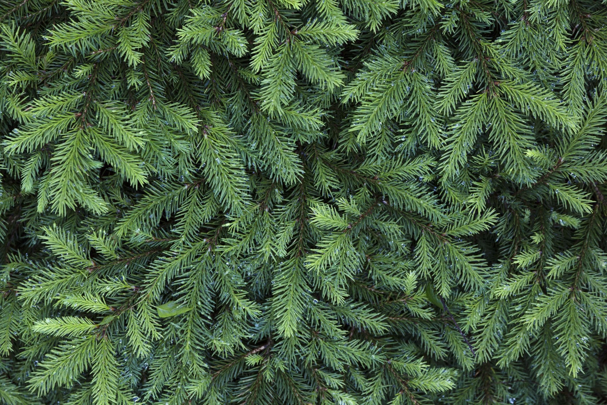 coniferous-tree-close-up-high-res-stock-photography-1571694436.jpeg