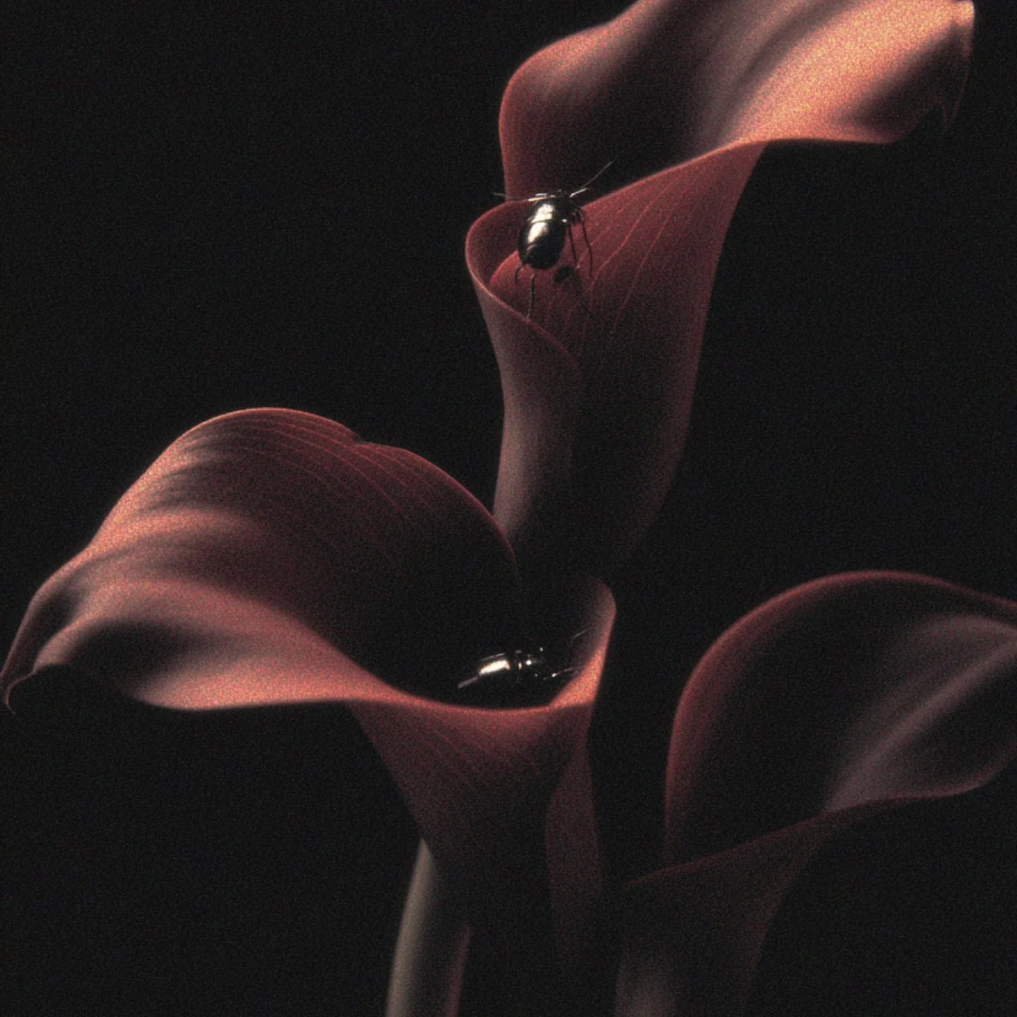 u8824319764_A_fine_art_photograph_of_two_calla_lillies_with_a_19cc03eb-ae15-44fc-ae9f-d275664c1d8c_2.jpg
